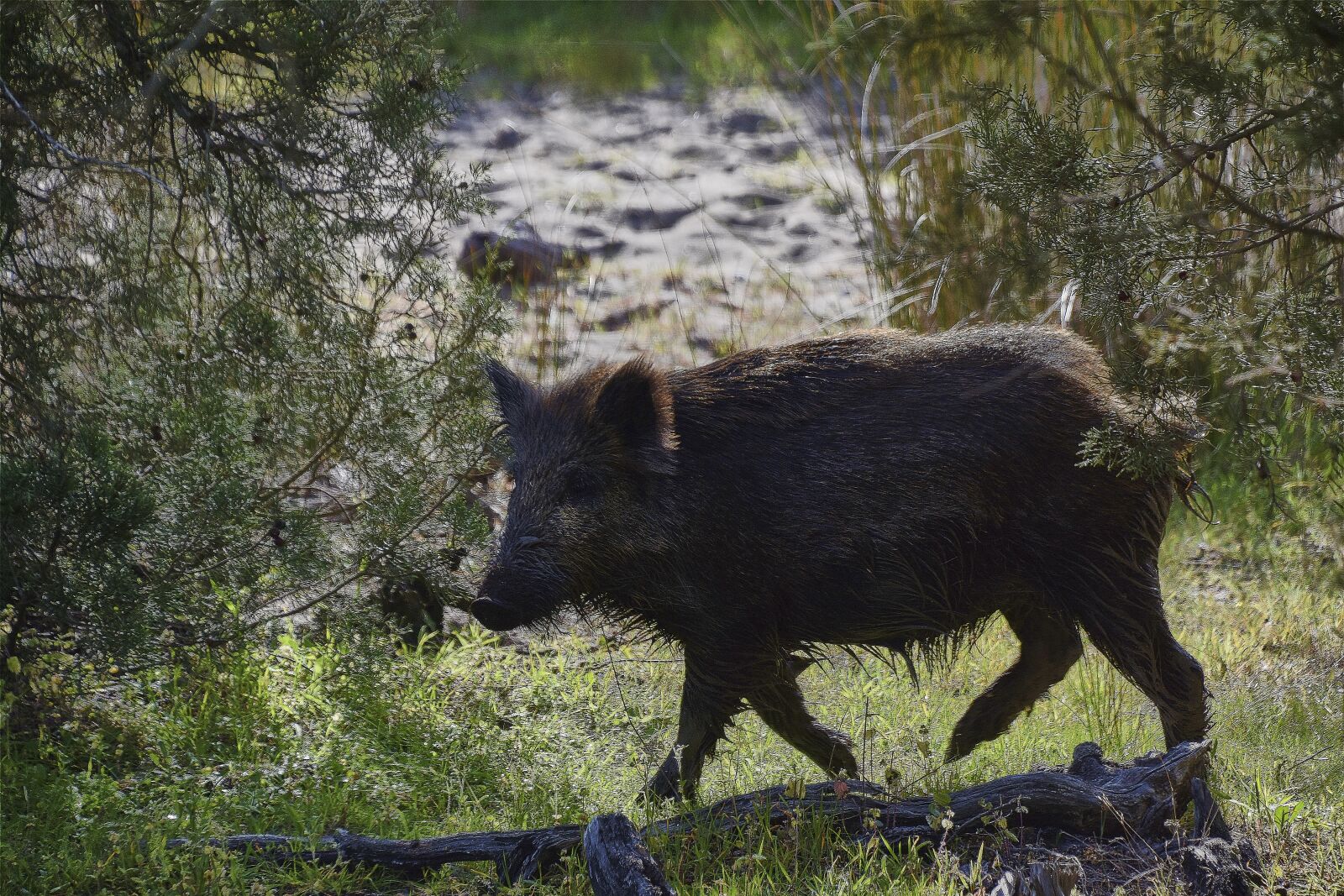 Nikon D7200 sample photo. Wild pig, nature, animals photography