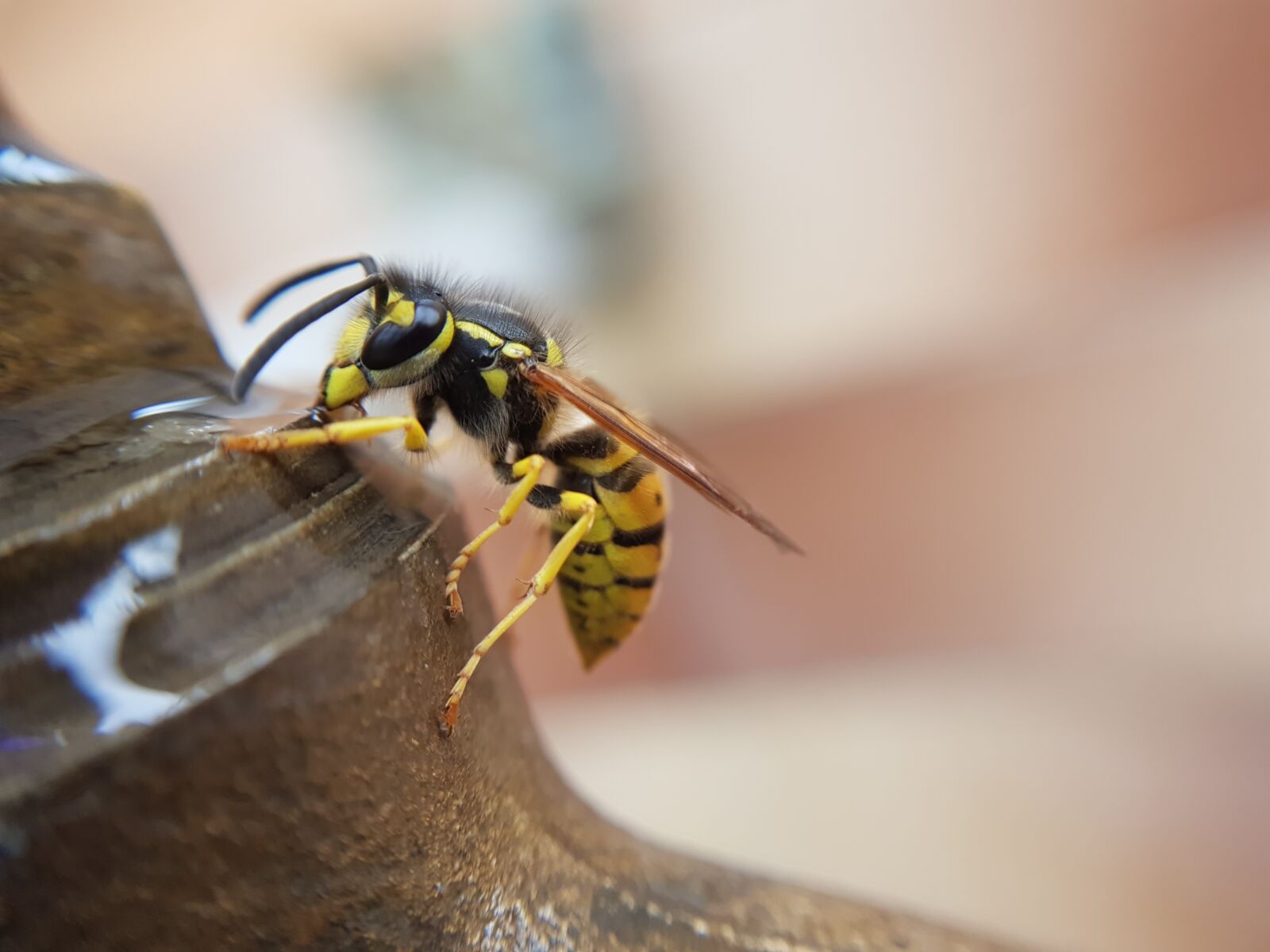 Samsung Galaxy S8 sample photo. Bee, animal, nature photography