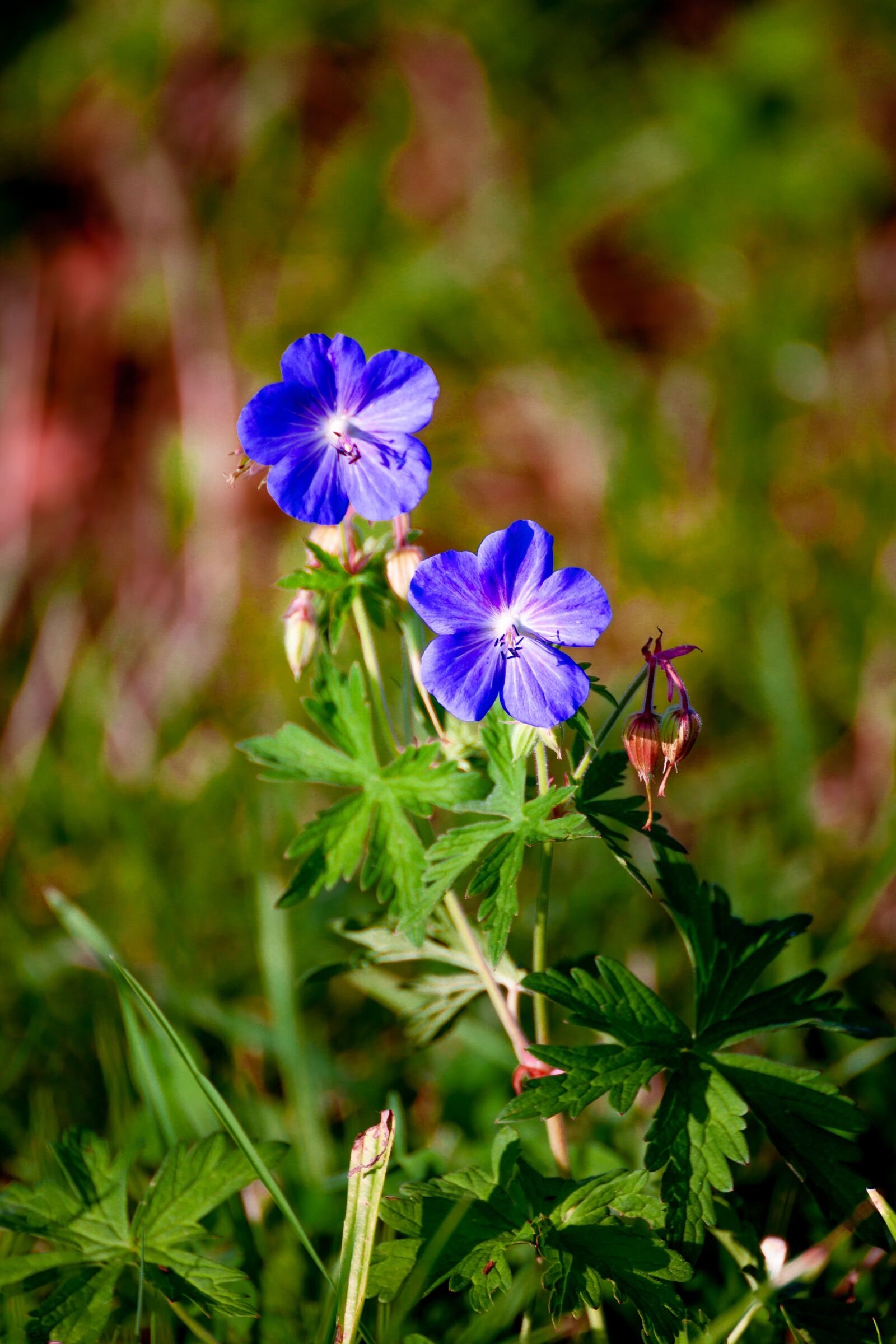 Canon EOS 500D (EOS Rebel T1i / EOS Kiss X3) sample photo. Flower, green, nature photography
