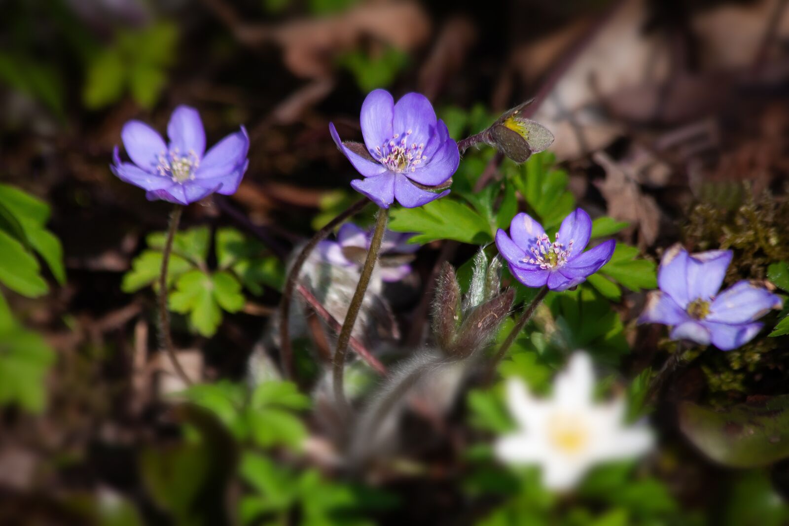 Canon EOS 50D + Canon EF 70-300mm F4-5.6 IS USM sample photo. Hepatica, hepatica nobilis, blossom photography