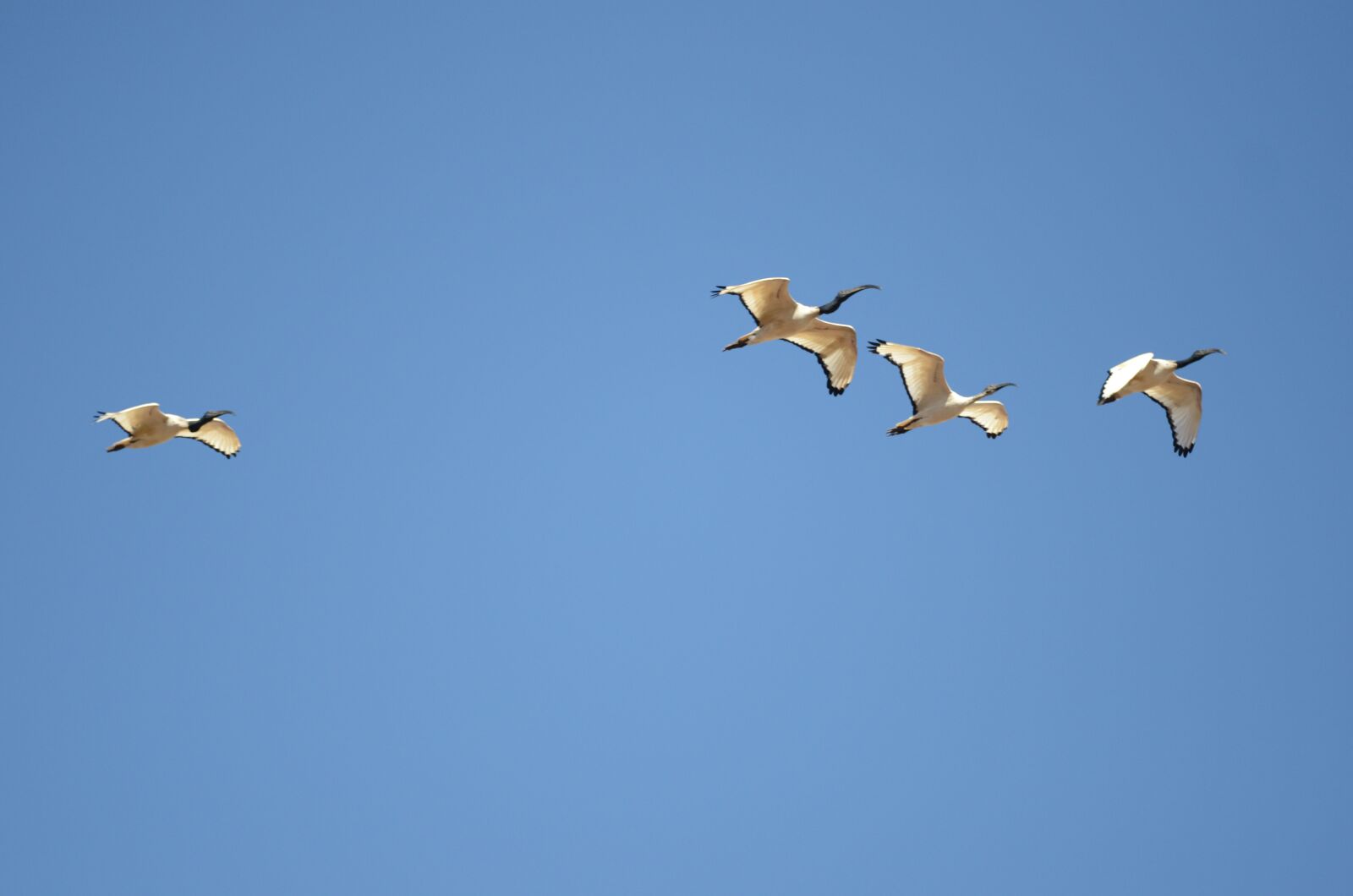Nikon D7000 sample photo. South africa, pilanesberg, nature photography