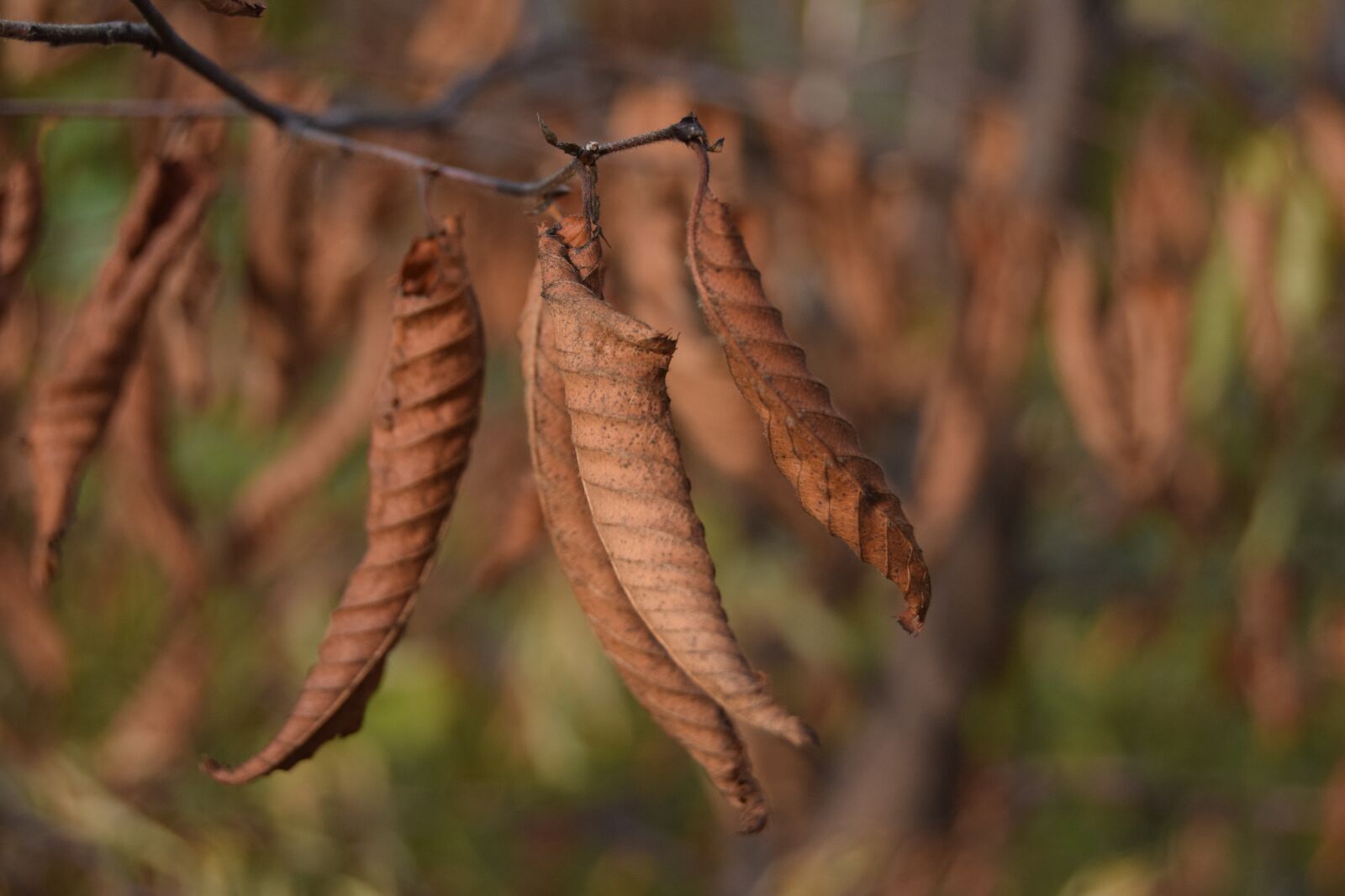Nikon D3300 sample photo. Leaf, autumn, brown photography