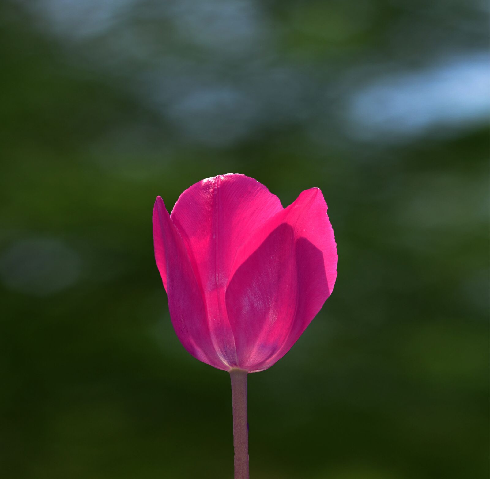 Nikon D7000 sample photo. Pink, flower, spring photography