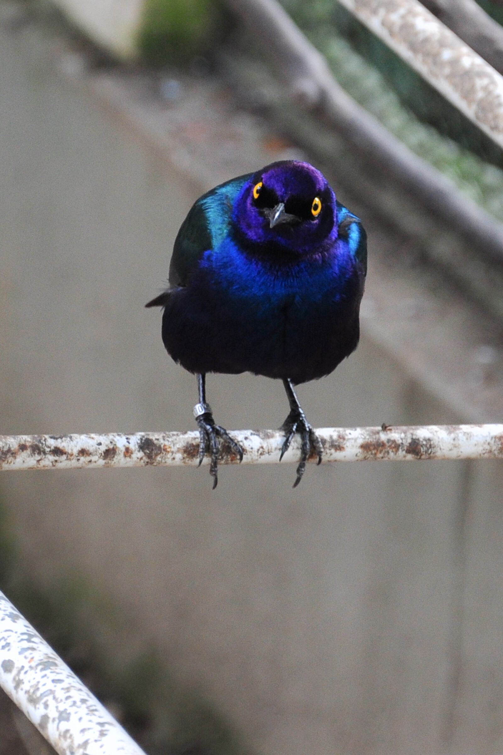 Nikon D90 sample photo. Bird, blue, animal photography