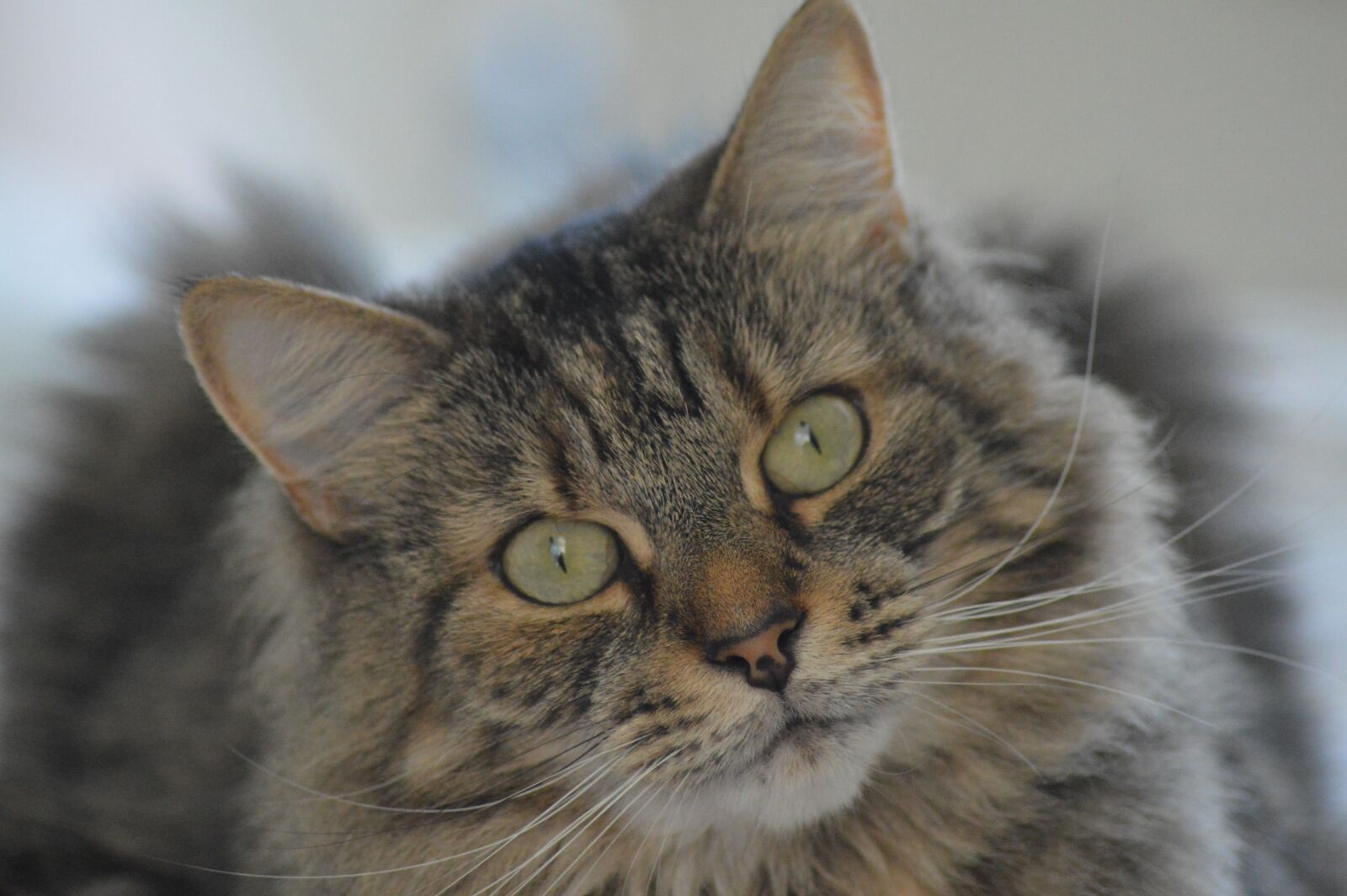 Nikon D3200 sample photo. Cat, tabby, portrait photography