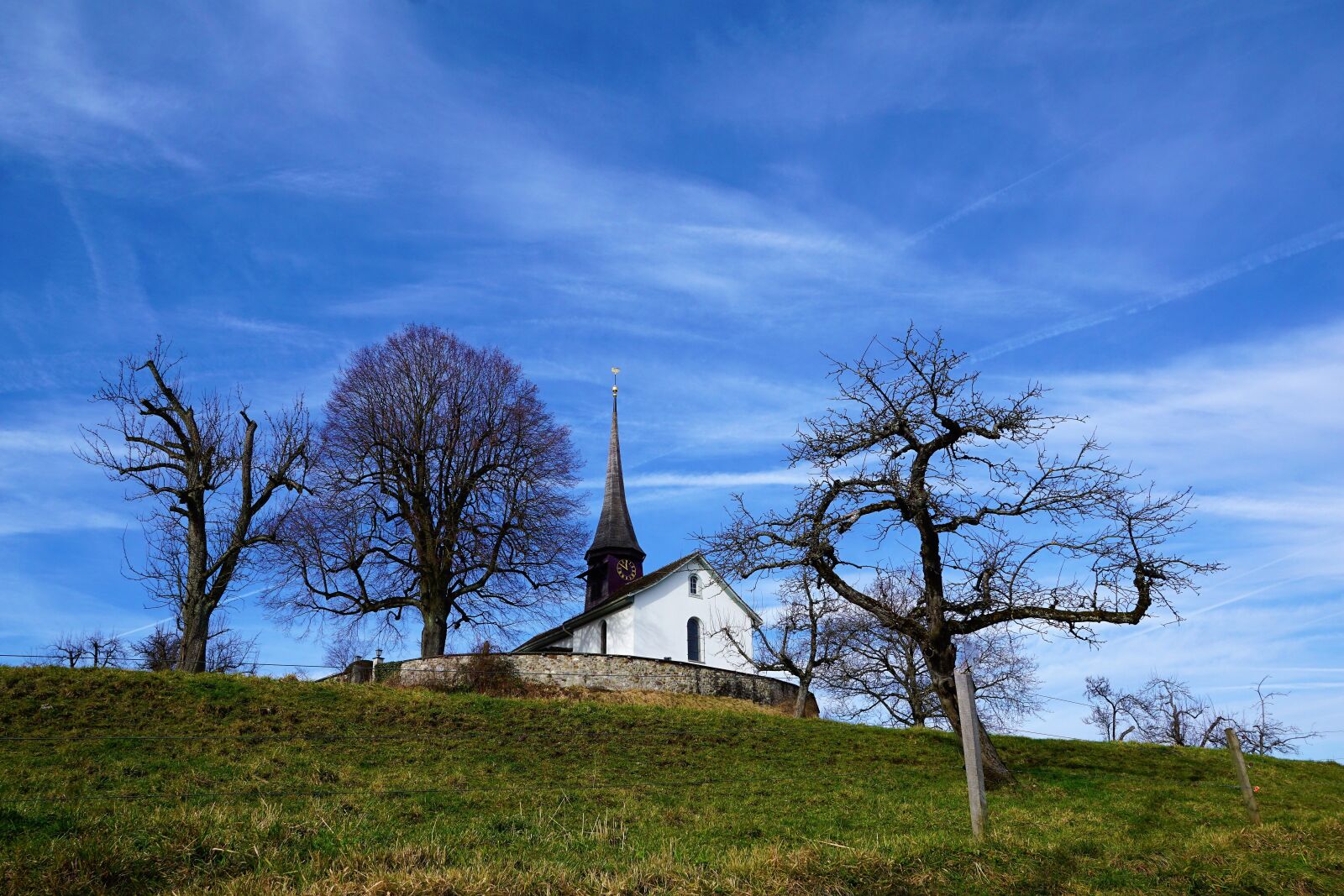 Sony ILCA-77M2 + Sony DT 16-50mm F2.8 SSM sample photo. Tree, landscape, grass photography