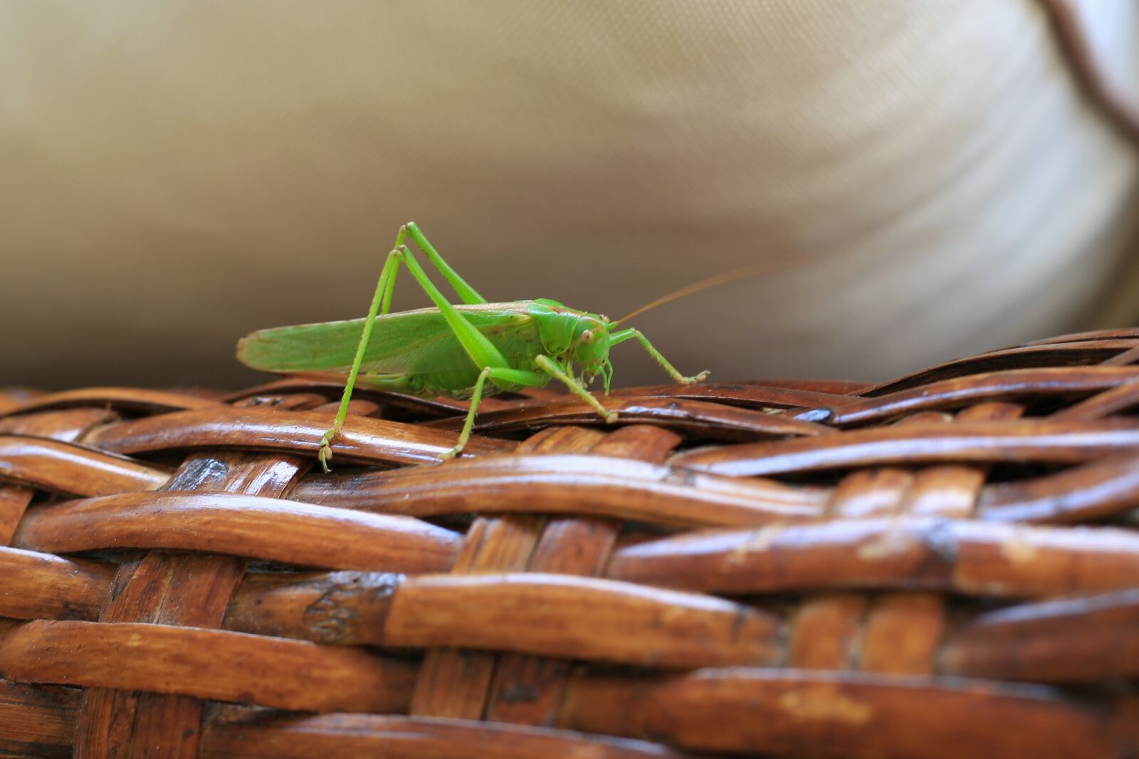 Canon EF 50mm F1.8 II sample photo. Grasshopper, insect, animal photography