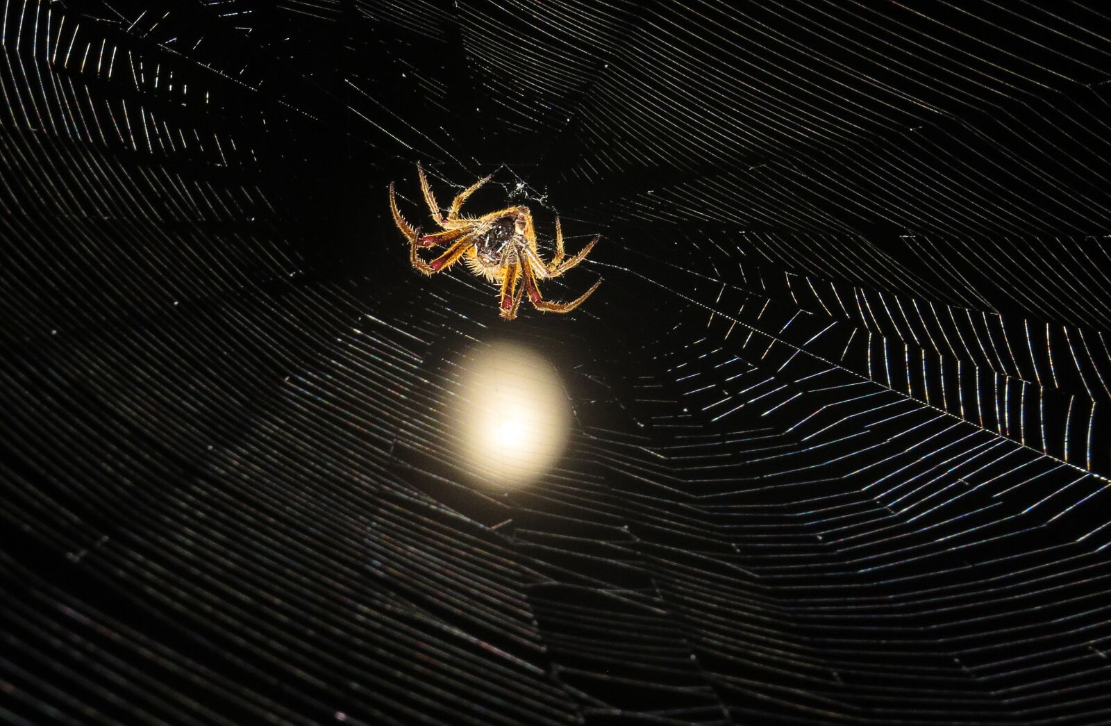 Canon PowerShot SX50 HS sample photo. Insect, spider night, macro photography