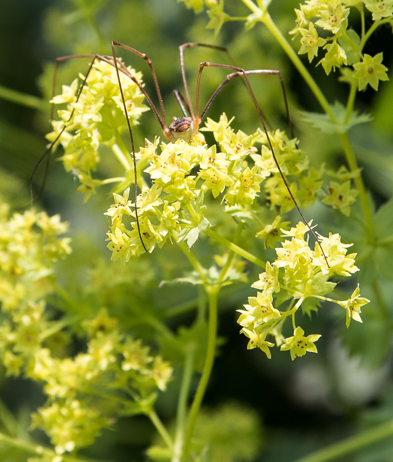 Canon EOS 80D sample photo. Frauenmantel, plant, nature photography