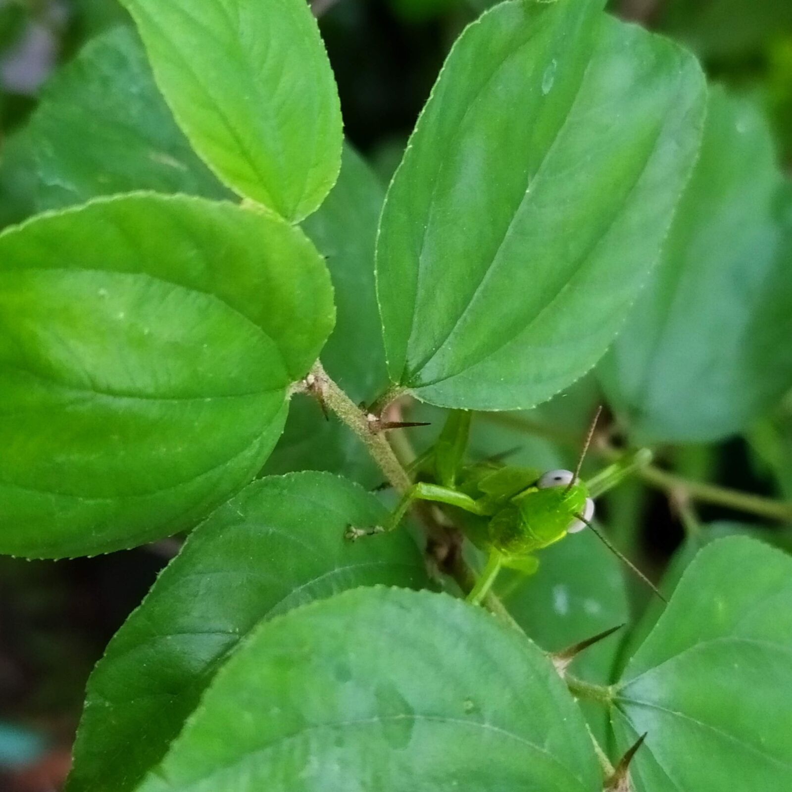 Xiaomi Redmi Note 7 sample photo. Green, grasshopper, animal photography