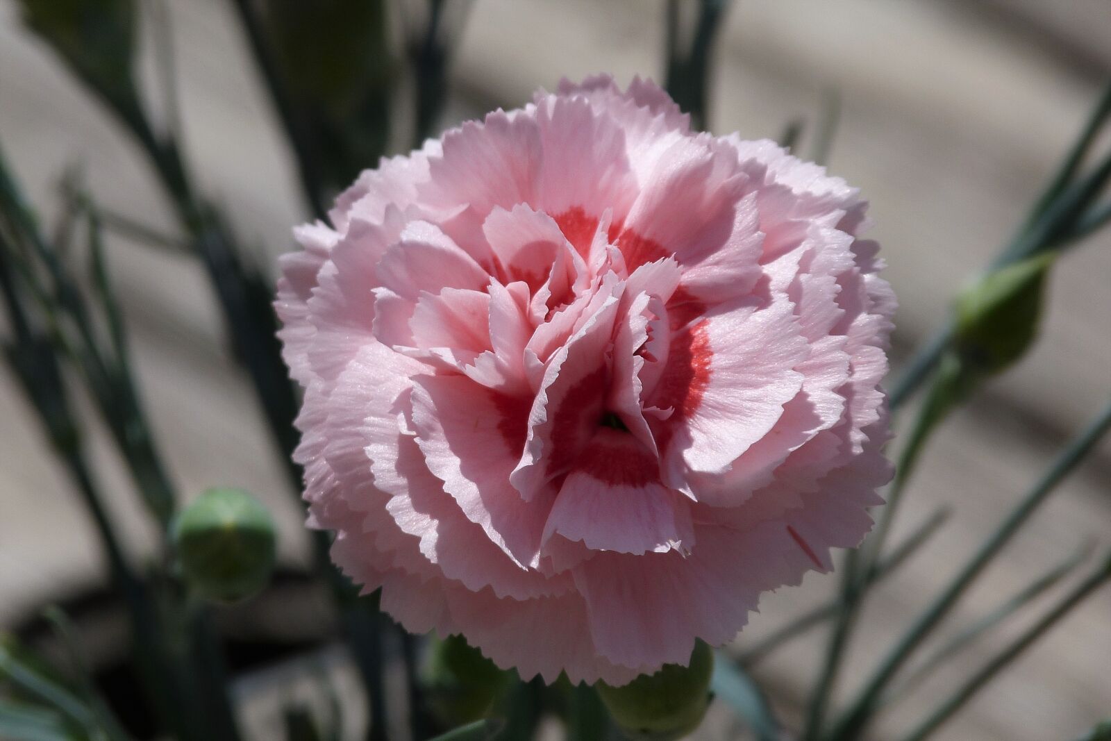 Panasonic Lumix DMC-FZ40 (Lumix DMC-FZ45) sample photo. Dianthus, pink, carnation photography