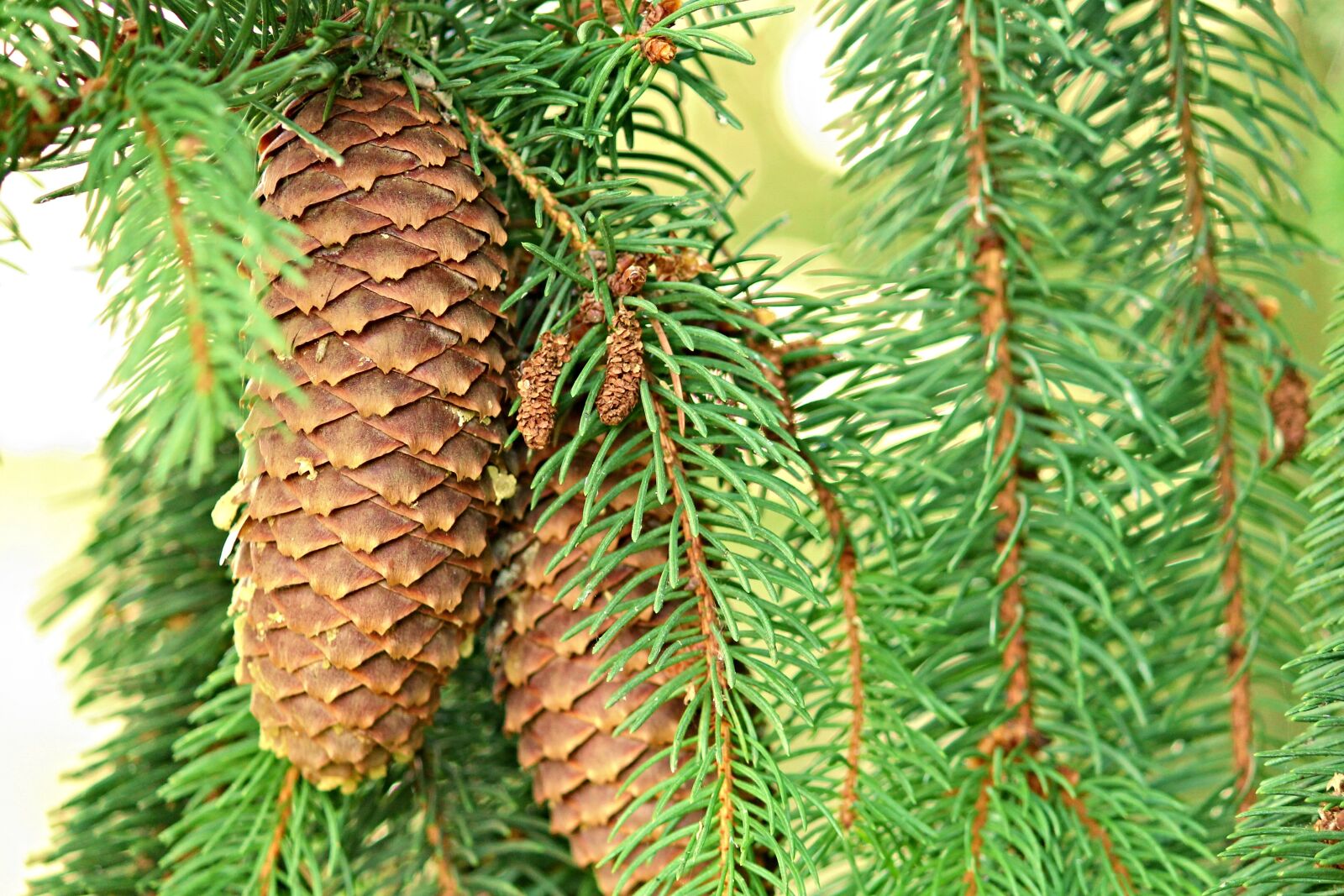 Canon EOS 1100D (EOS Rebel T3 / EOS Kiss X50) sample photo. Pine cones, spruce, conifer photography