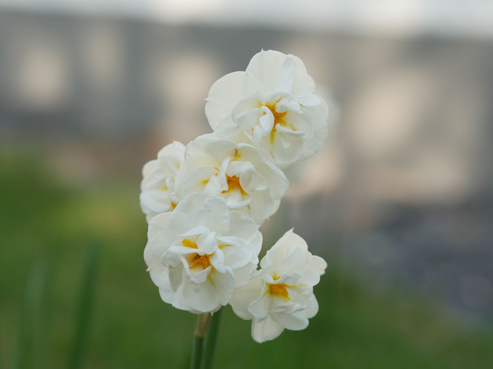 Panasonic Lumix DMC-GH4 sample photo. Double flower, daffodil, narcissus photography