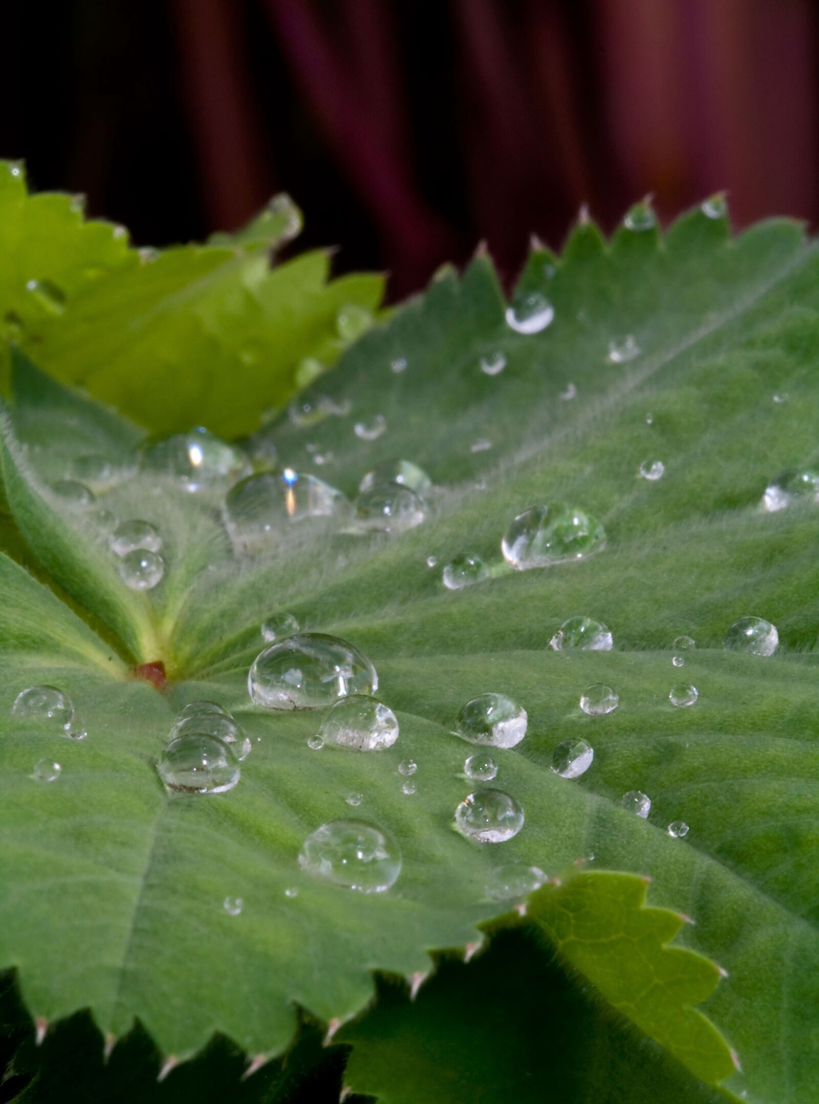 Canon EOS 1000D (EOS Digital Rebel XS / EOS Kiss F) sample photo. Leaf, water, droplet photography