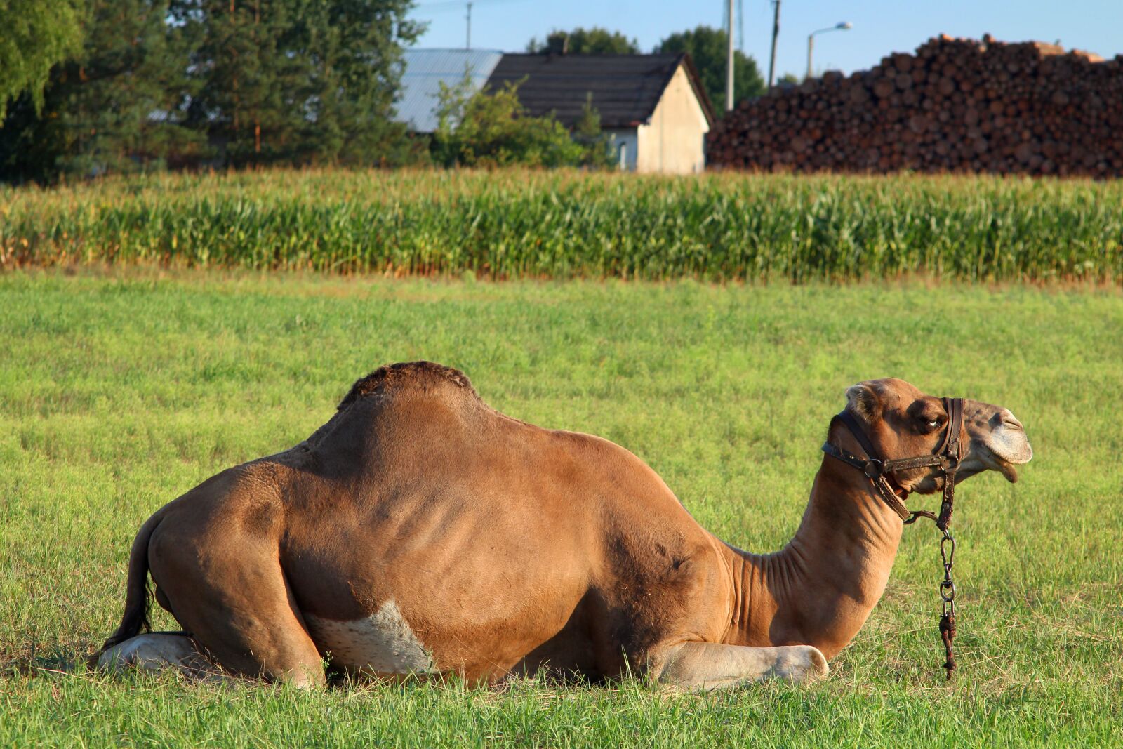 Canon EOS 1200D (EOS Rebel T5 / EOS Kiss X70 / EOS Hi) sample photo. Camel, meadow, pasture land photography