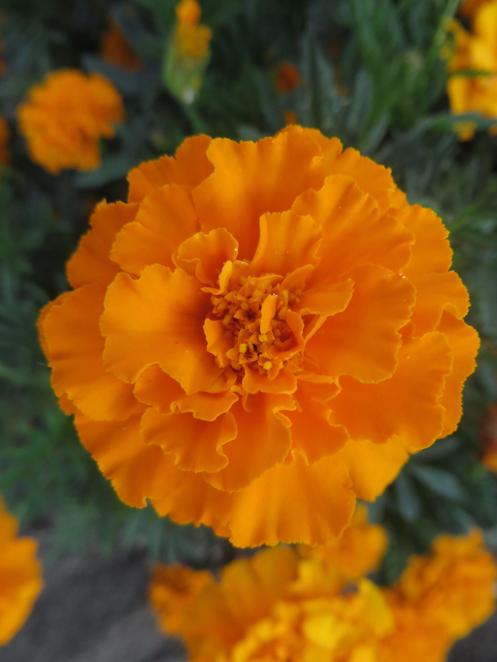 Canon PowerShot SX280 HS sample photo. Marigold, flower, blossom photography