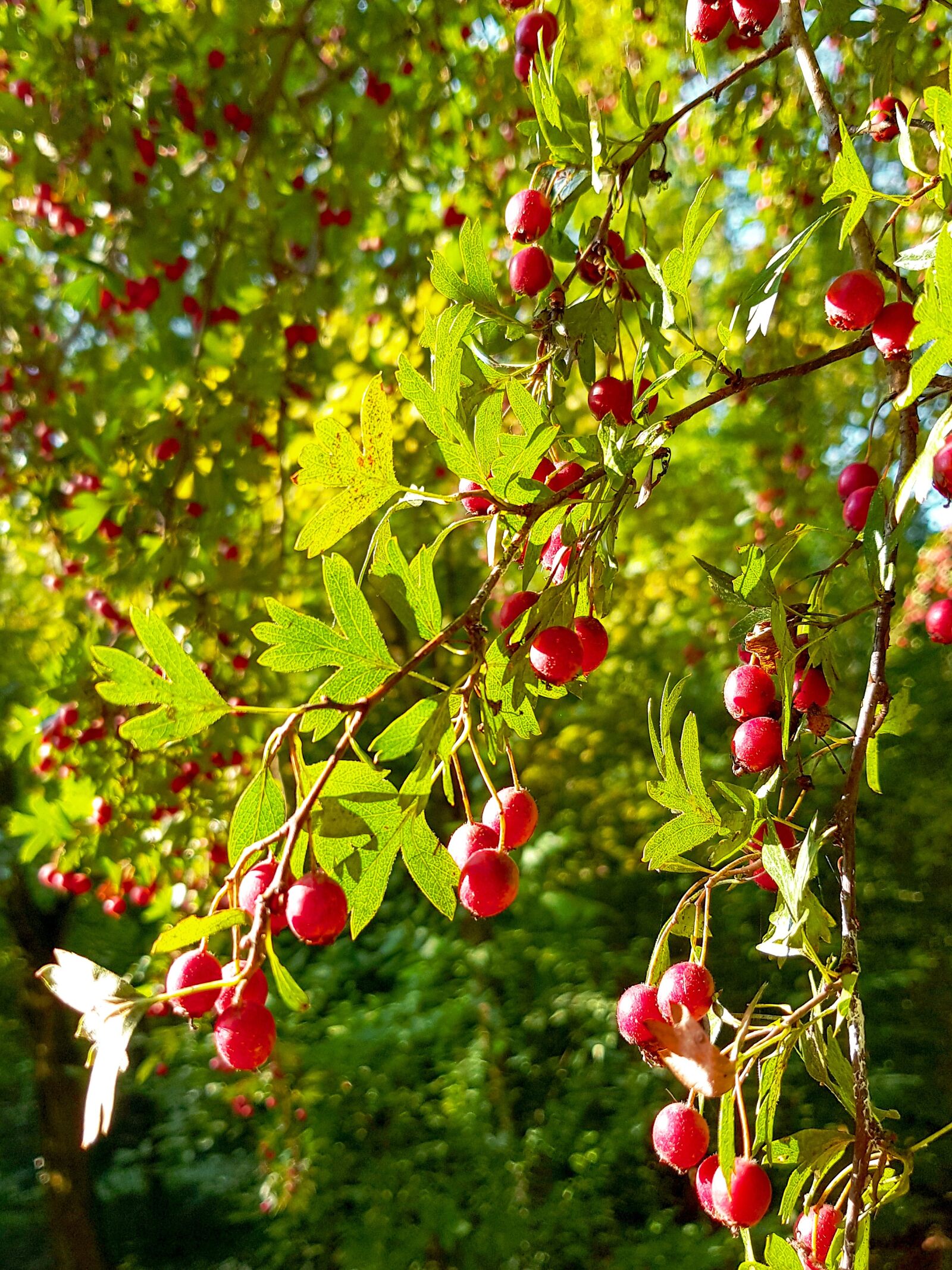 Samsung SM-G955F sample photo. Tree, fruit, foliage photography