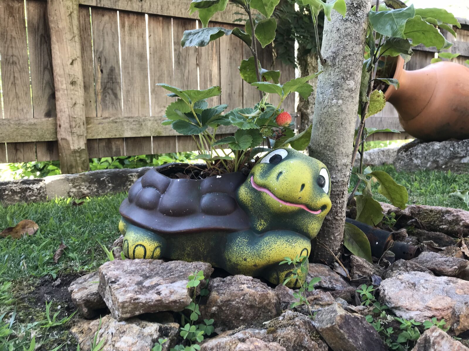 Apple iPhone 7 sample photo. Nature, landscape, turtle photography