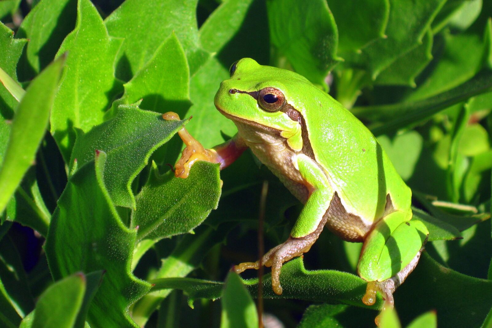 Canon PowerShot A480 sample photo. żabka, the frog, animals photography