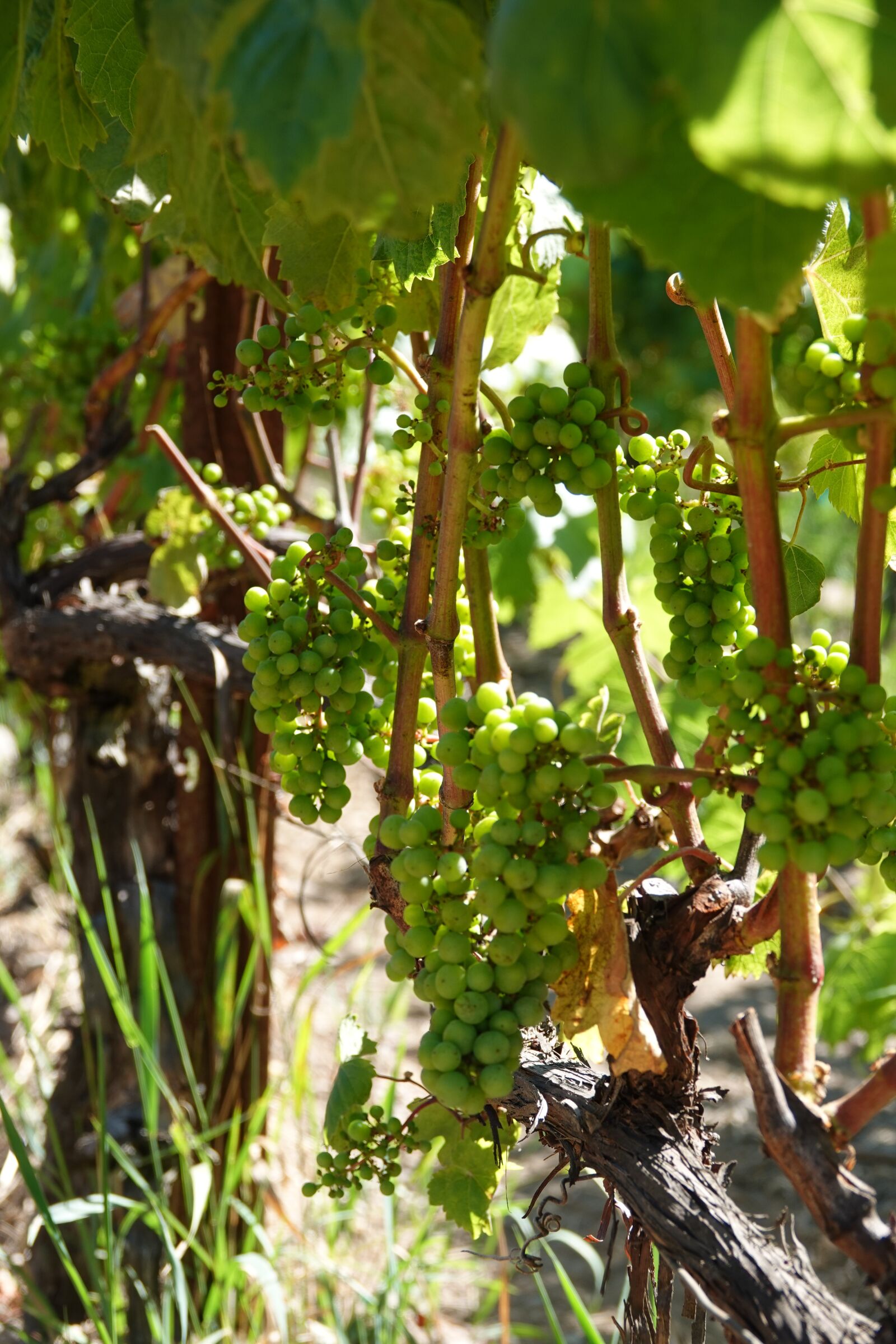 Sony Cyber-shot DSC-RX10 IV sample photo. Grapes, vine, wine photography