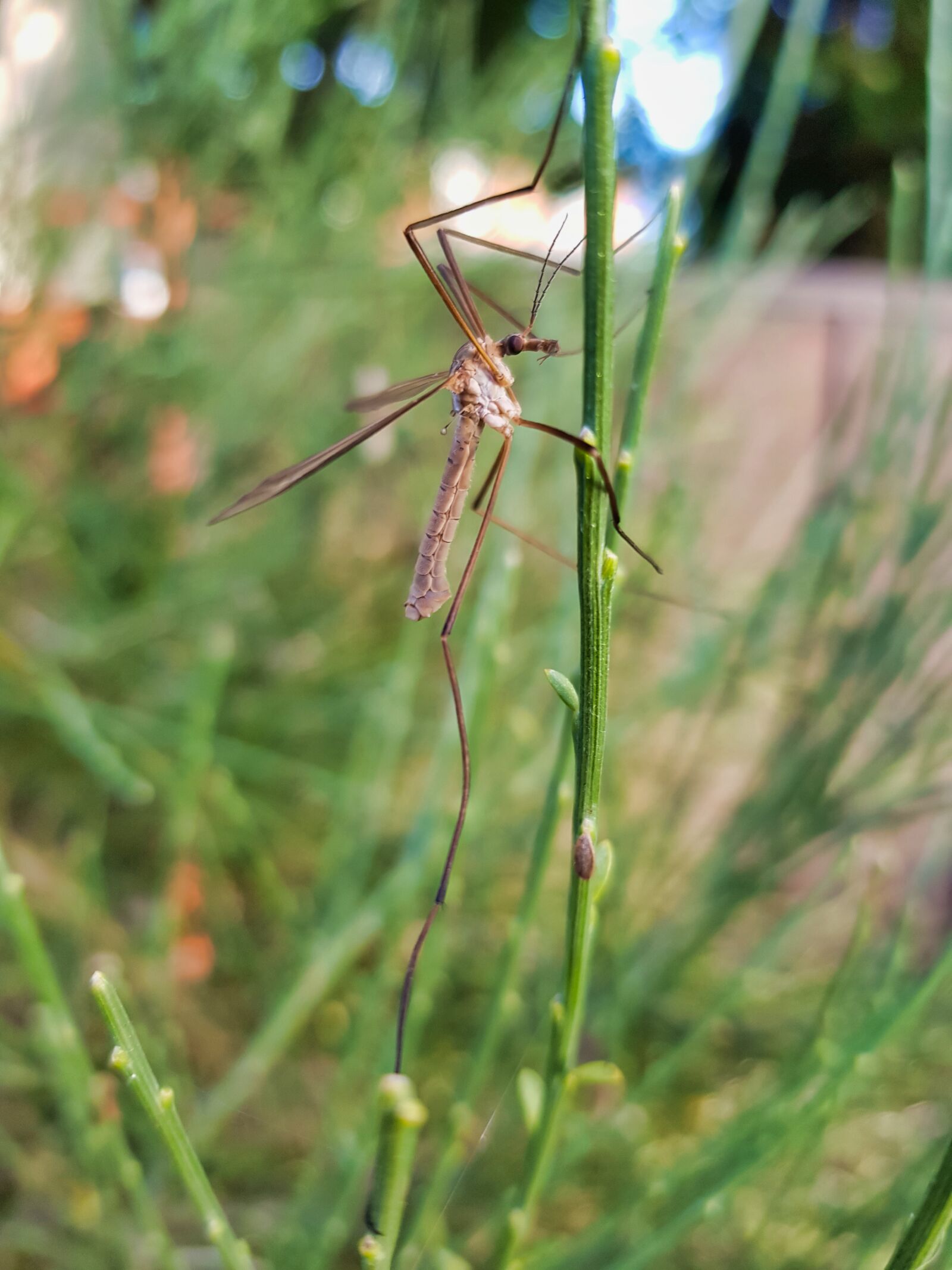 Samsung Galaxy S8+ sample photo. Crane fly, insect, pest photography