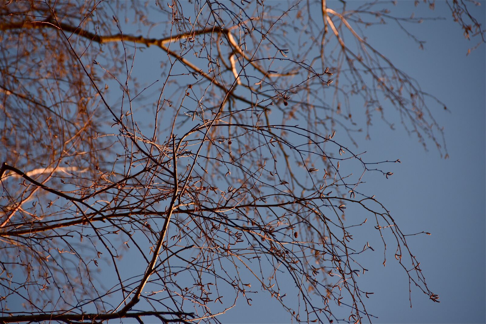 Nikon D5600 sample photo. Tree, branches, sky photography