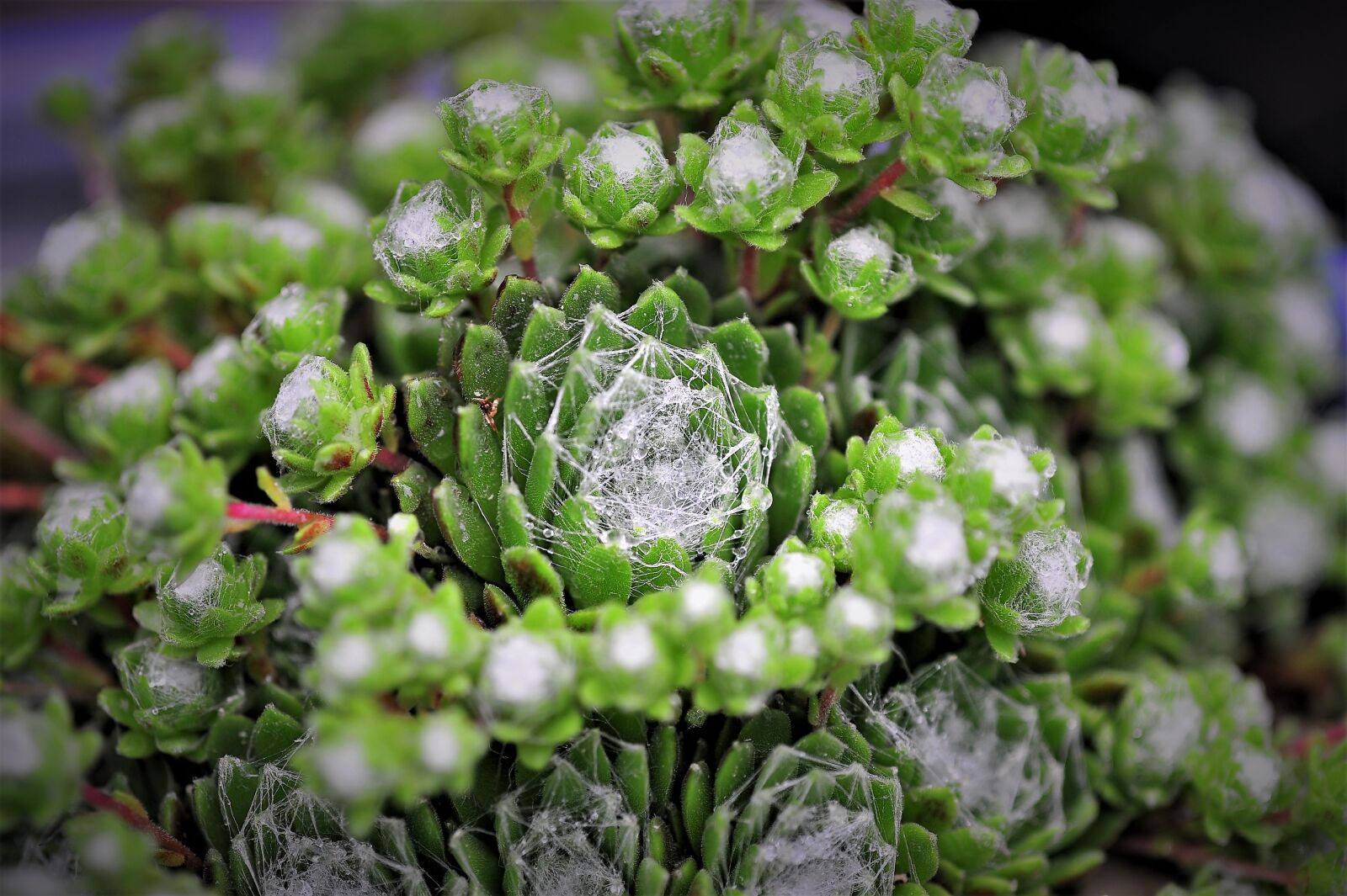 Nikon D3S sample photo. Cactus, spider web, dew photography