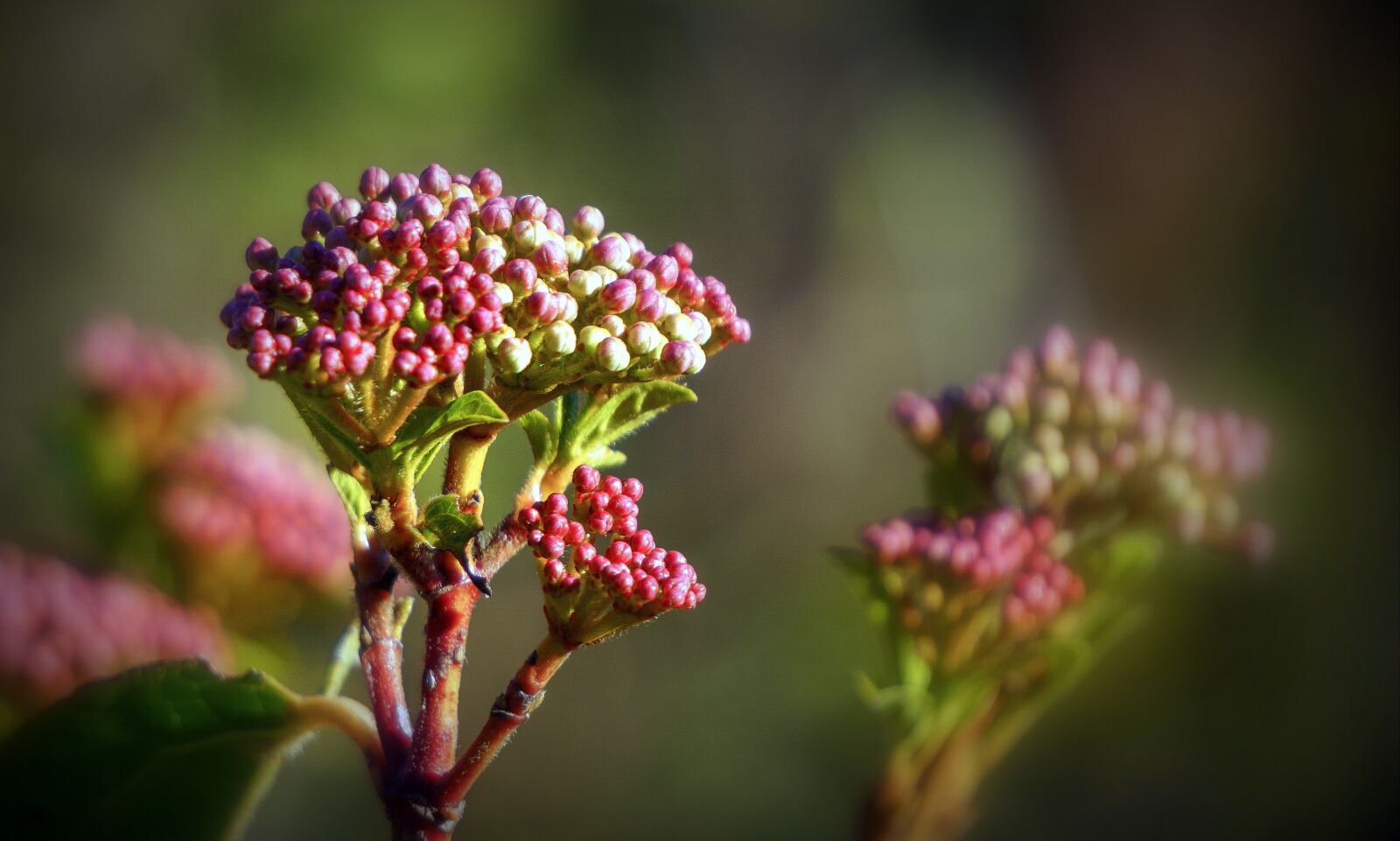 Sony a6000 sample photo. Berries, spring, plant photography