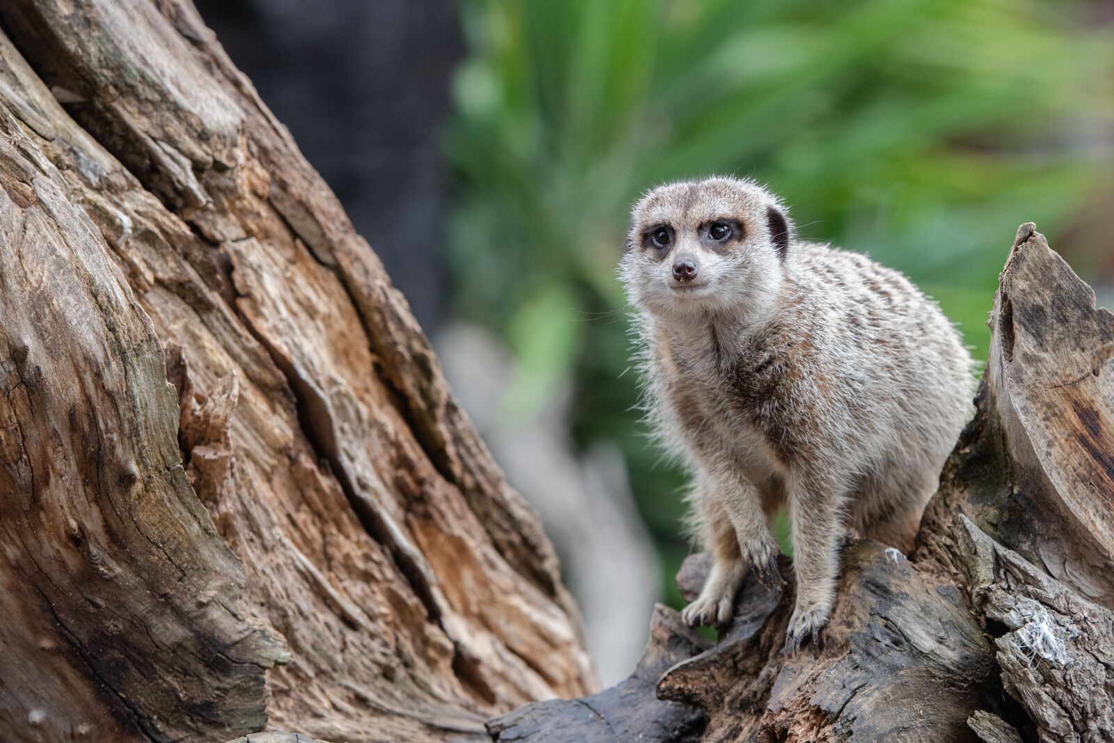 Nikon D750 sample photo. Meerkat suricate, african, animal photography