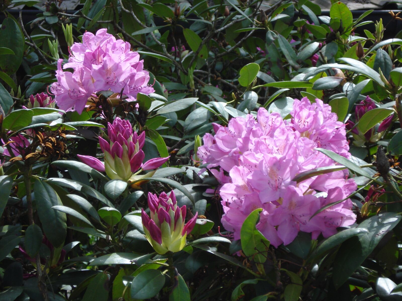 Sony DSC-W55 sample photo. Rhododendron, blossom, bloom photography