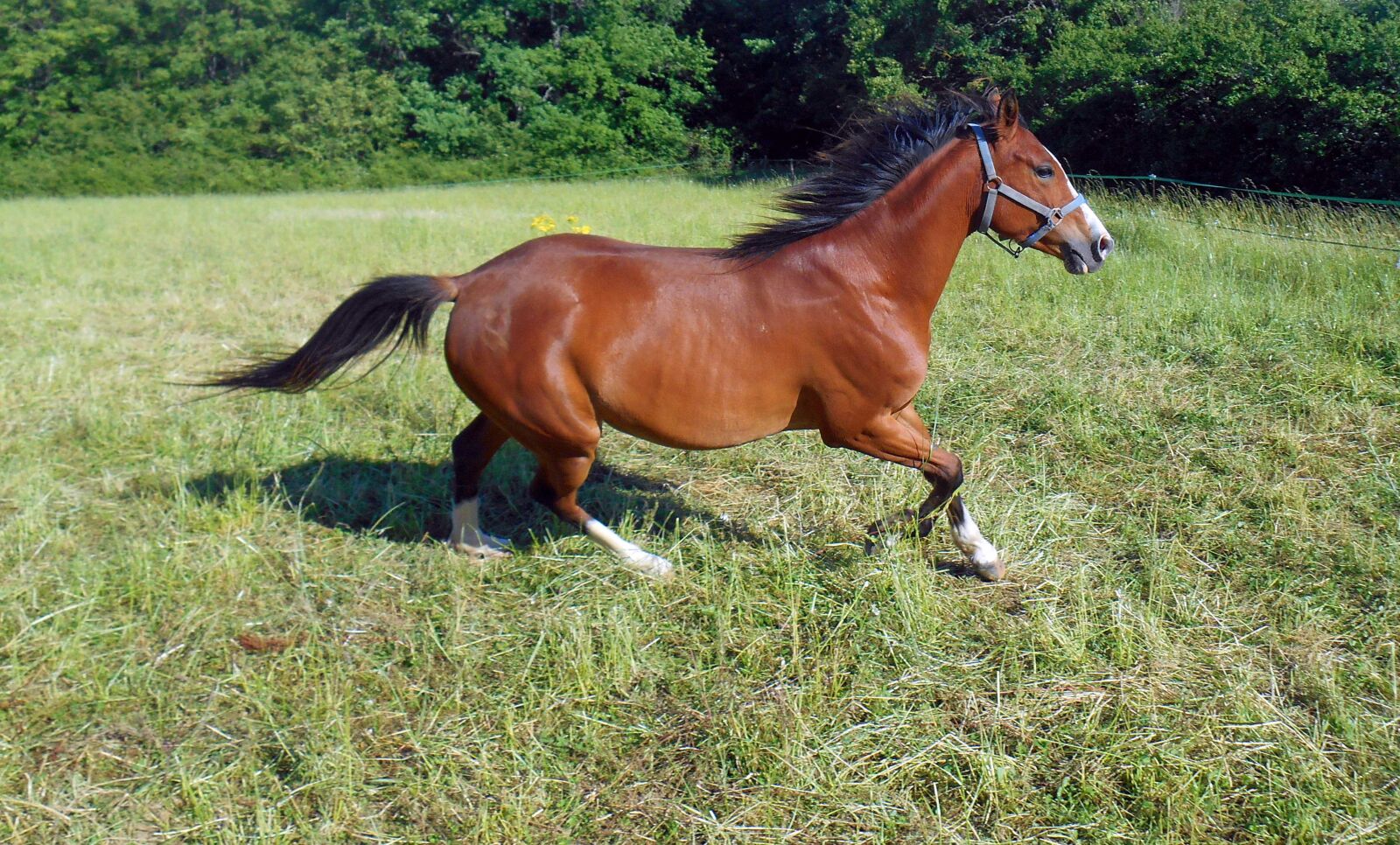 Nikon Coolpix S3500 sample photo. Horse, pure arab blood photography