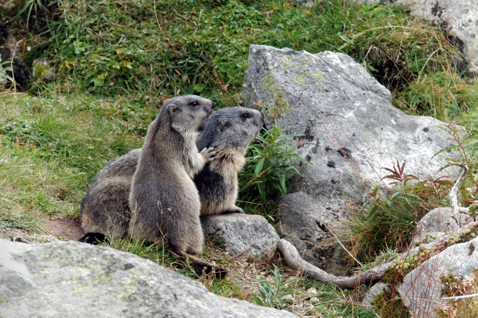 Canon EOS 30D sample photo. Marmots, aletsch glacier, valais photography
