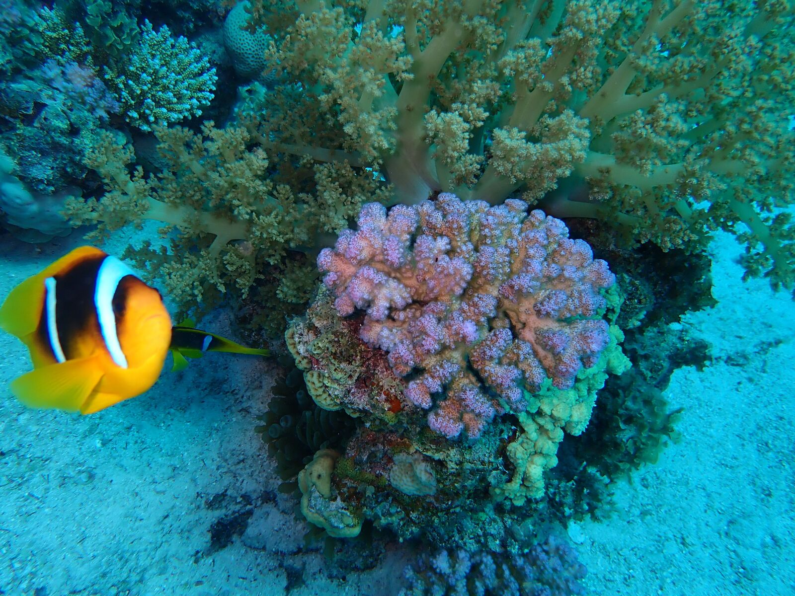 Olympus TG-5 sample photo. Diving, diver, underwater photography