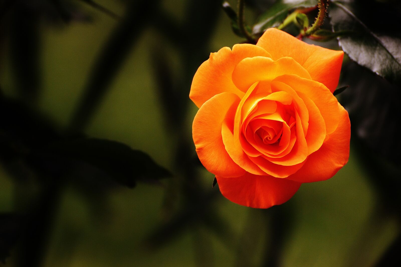 Nikon D3200 sample photo. Rose, orange, blossom photography