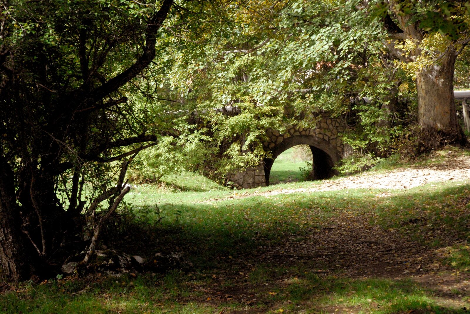 Nikon D200 sample photo. Forest, pescocostanzo, italy photography