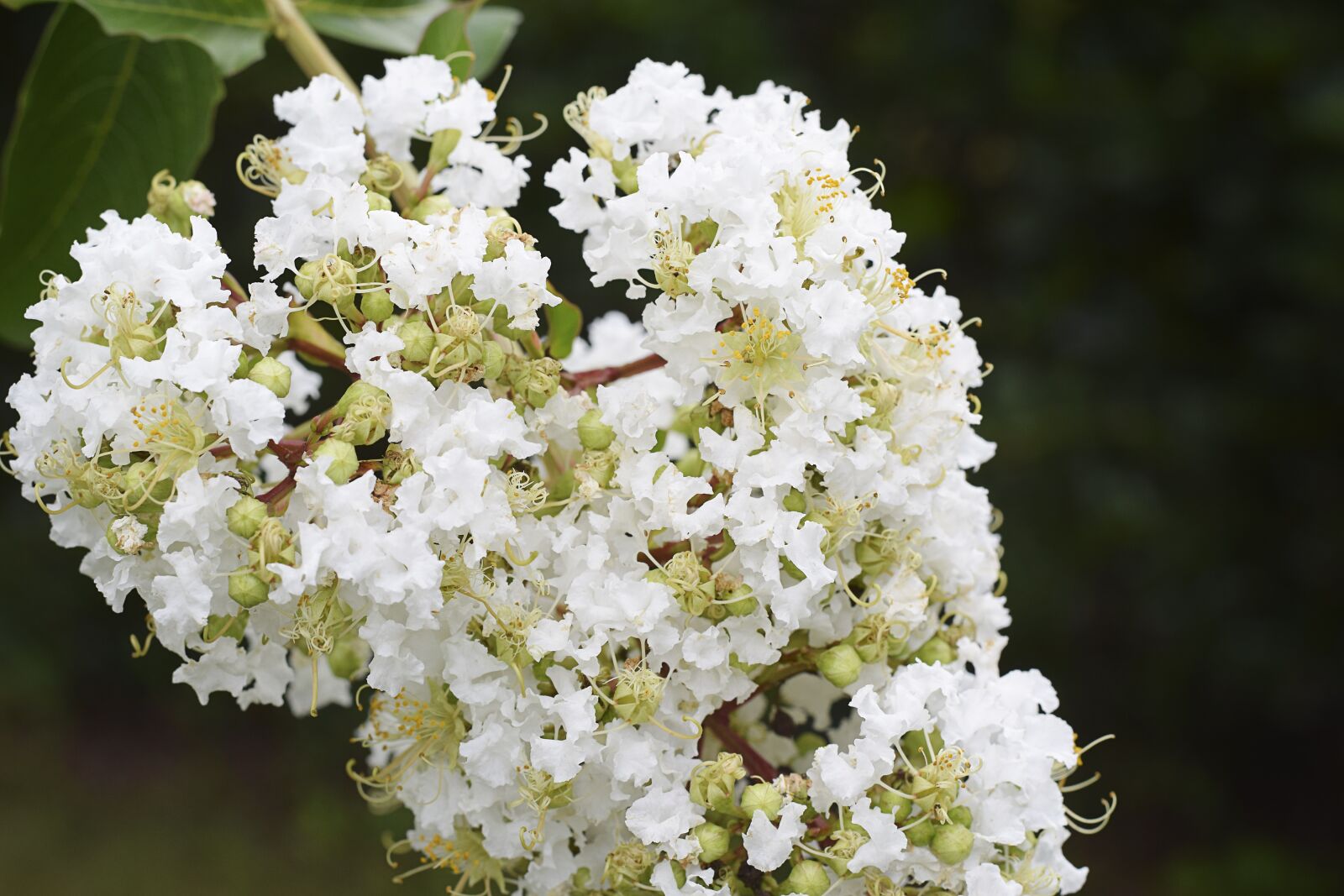 Nikon D5300 sample photo. Flowers, floral, crape myrtle photography