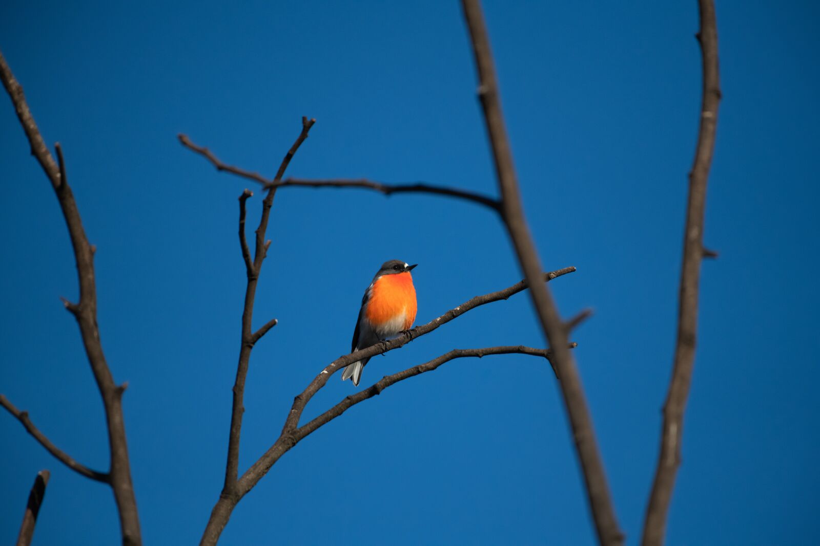 Nikon D850 sample photo. Flame robin, male, bird photography