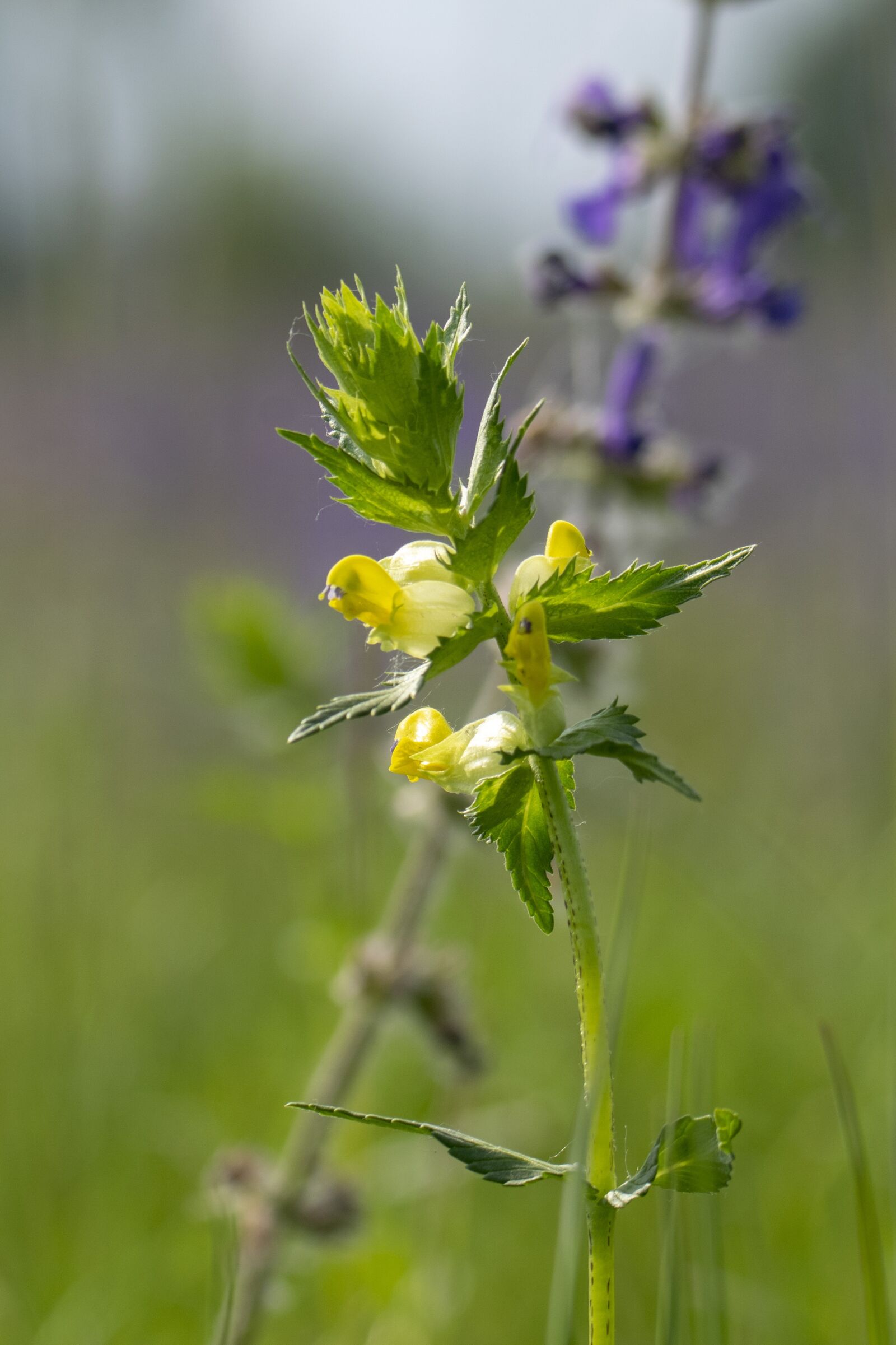 Nikon D5300 sample photo. Meadow flower, nature, flower photography