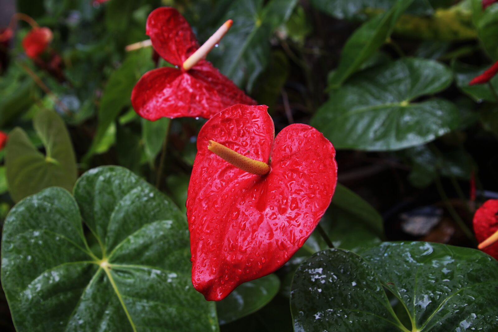Canon EOS 80D sample photo. Anthurium, flowers, rain photography