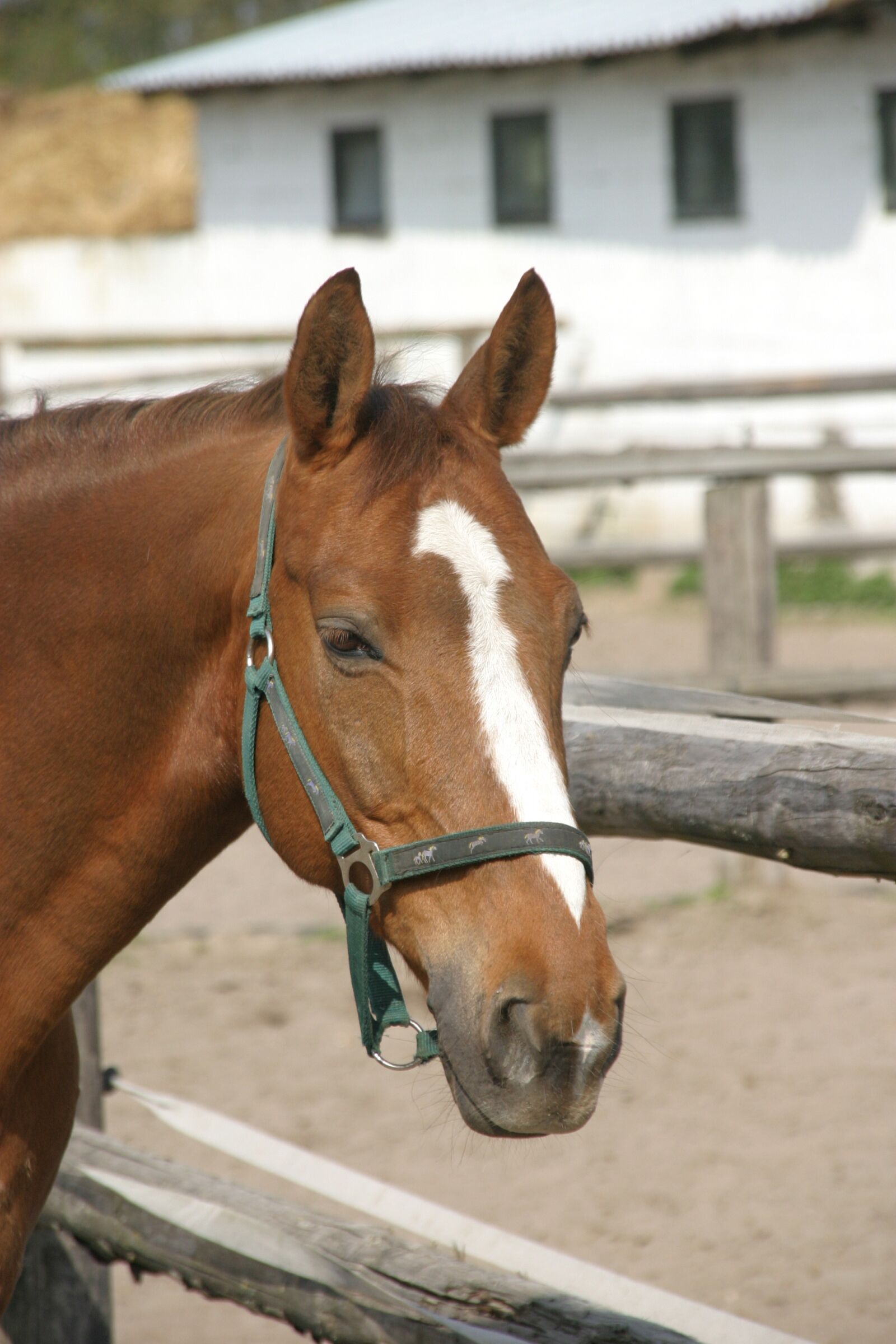 Canon EOS 10D sample photo. Horse, fuchs, halter photography