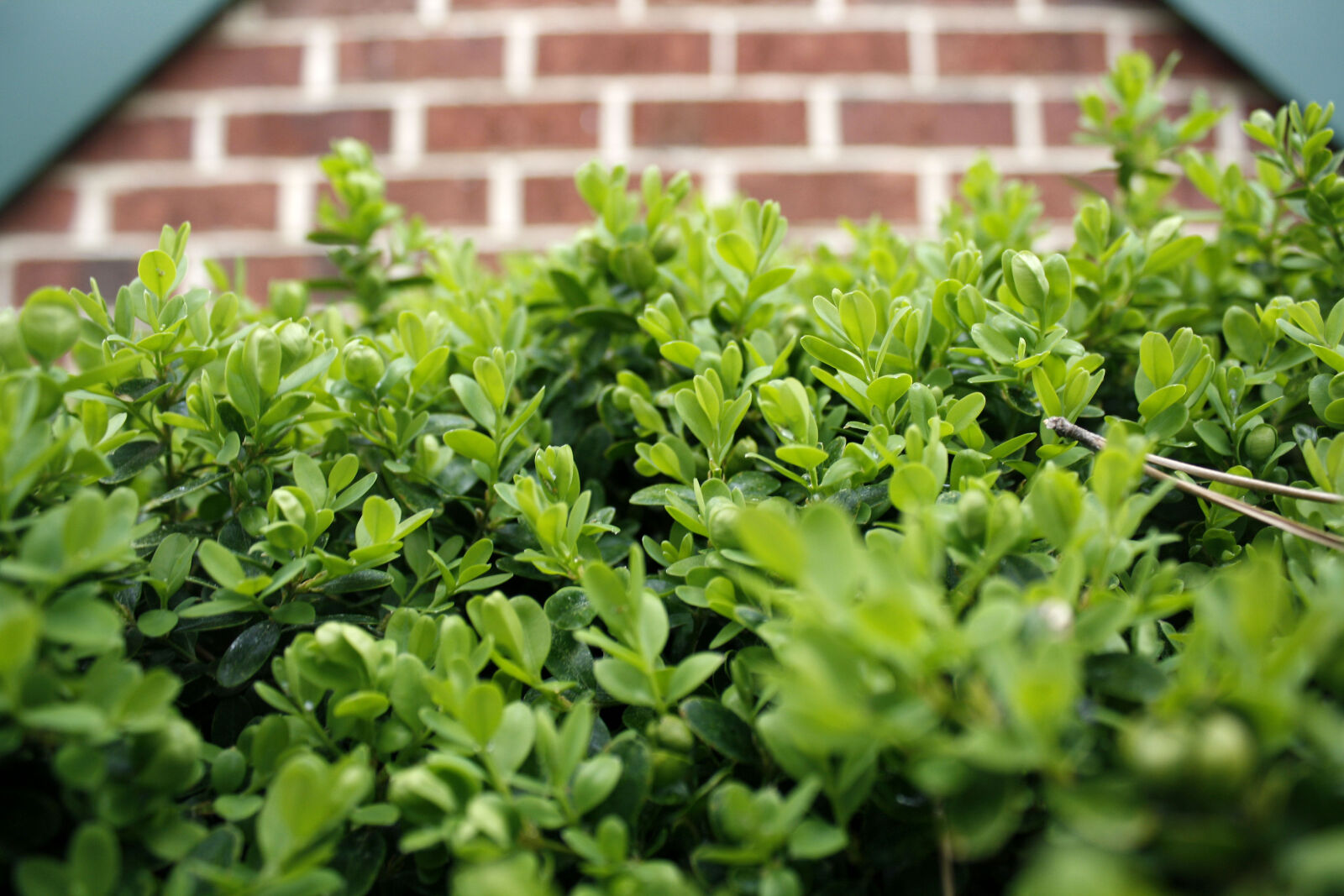 Canon EOS 1000D (EOS Digital Rebel XS / EOS Kiss F) sample photo. Brick, brick, texture, bush photography