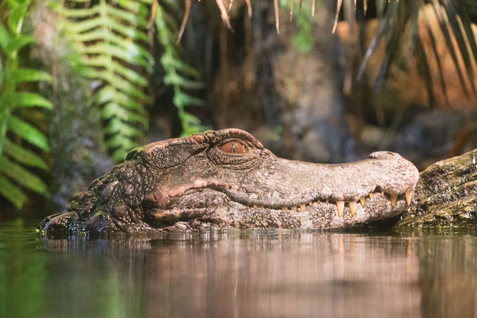 Canon EOS 70D sample photo. Alligator, swamp, reptile photography