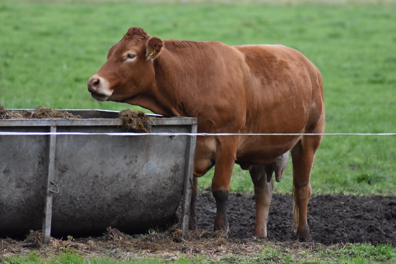 Nikon D3500 sample photo. Cow, whey, pasture photography
