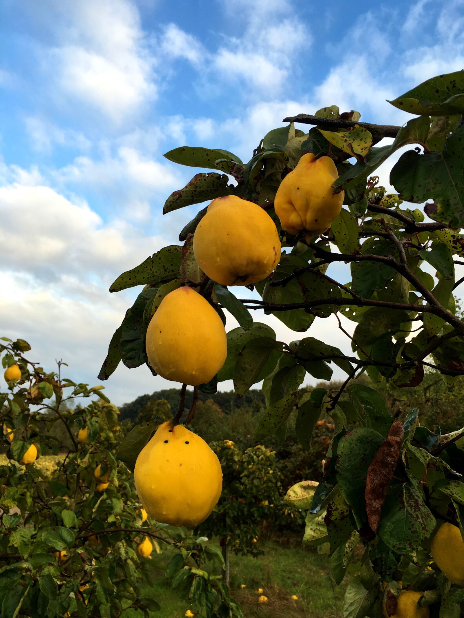 Apple iPhone 6s sample photo. Nature, plant, fruits photography