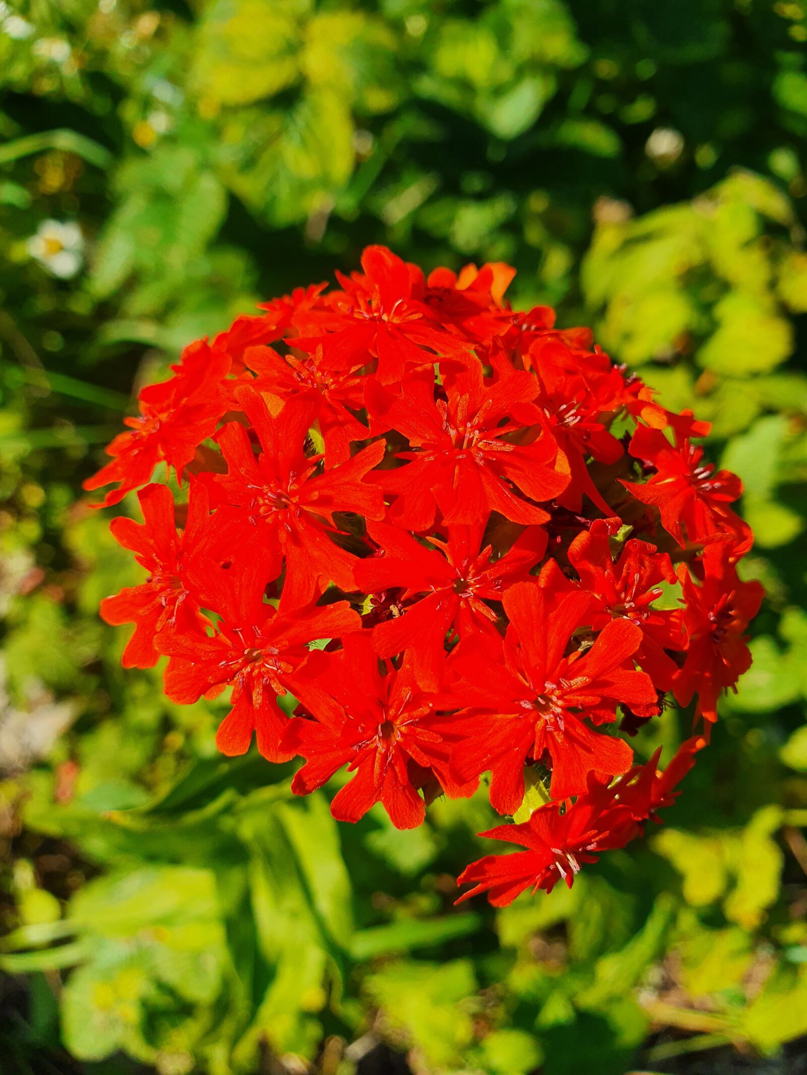 Samsung Galaxy S10 sample photo. Clove, red, flower photography
