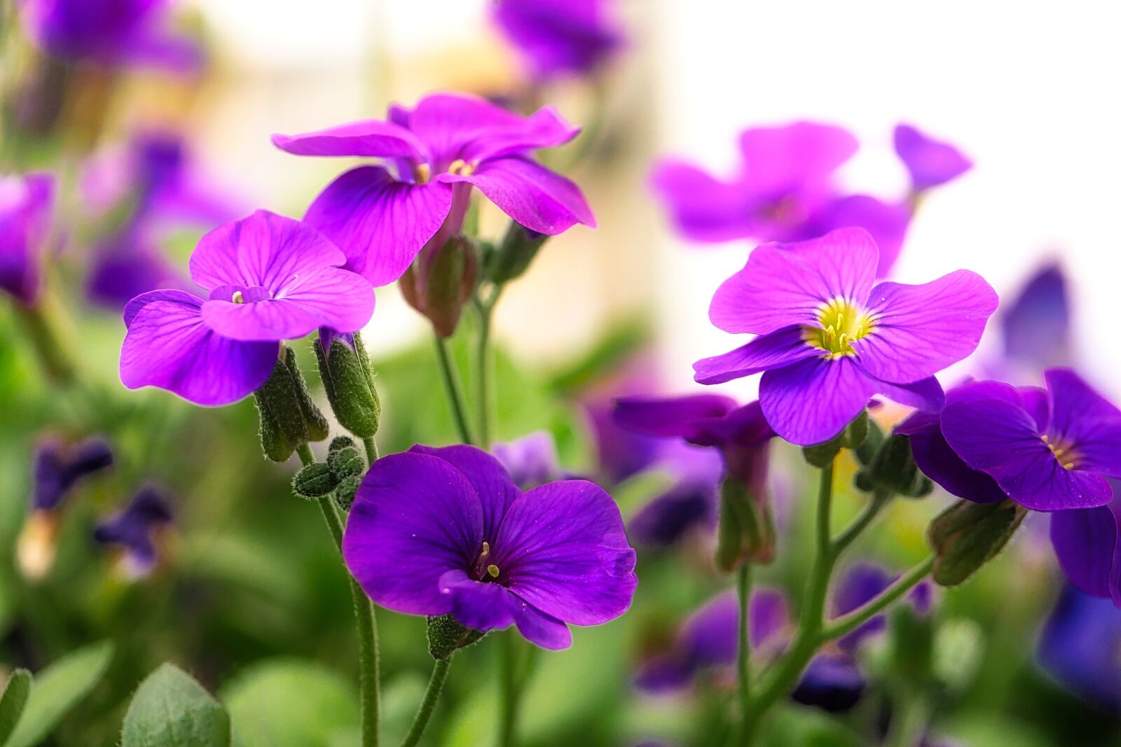 Panasonic Lumix DMC-GX8 sample photo. Flower, plant, nature photography
