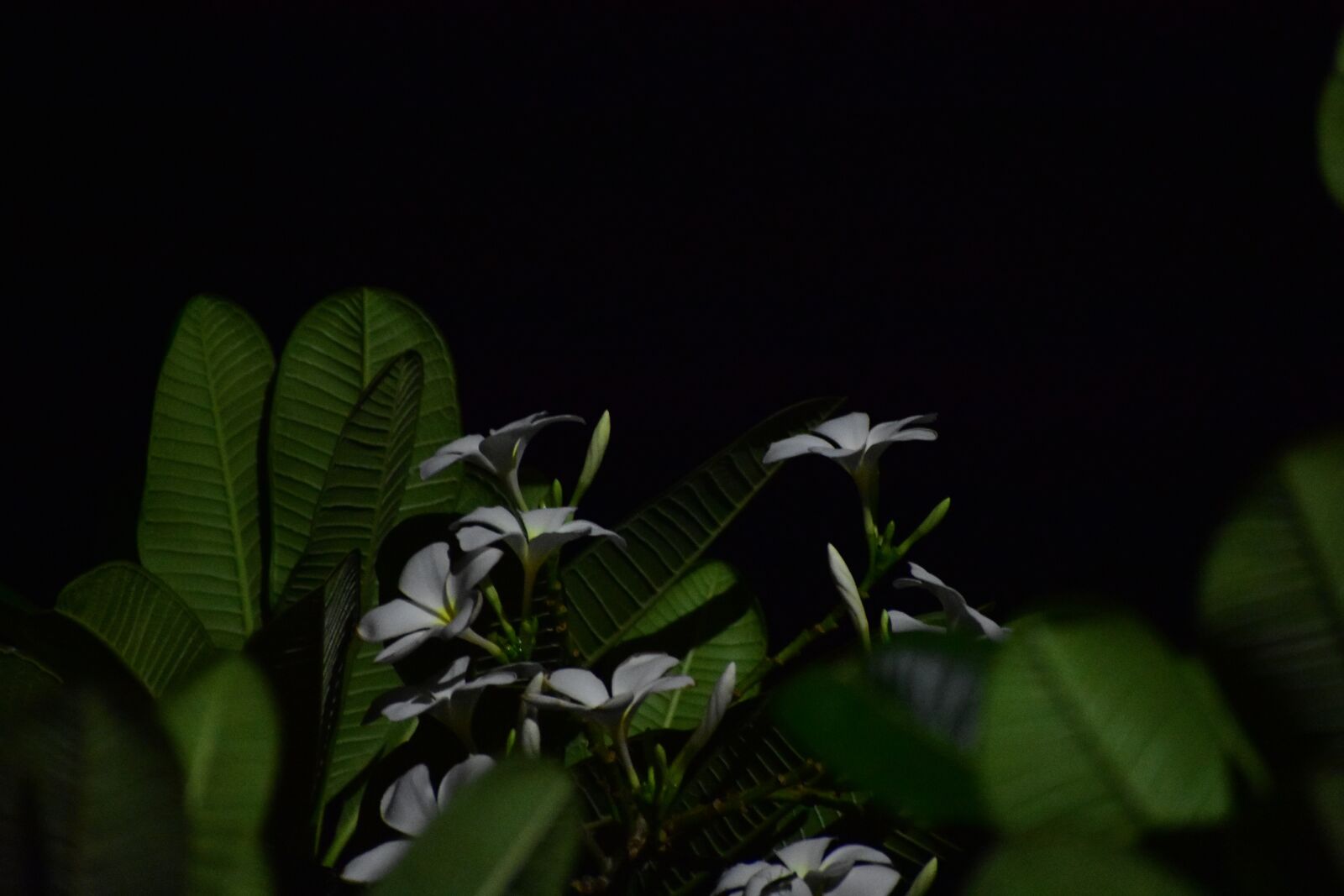 Nikon D3400 sample photo. Indian flower, nature, night photography