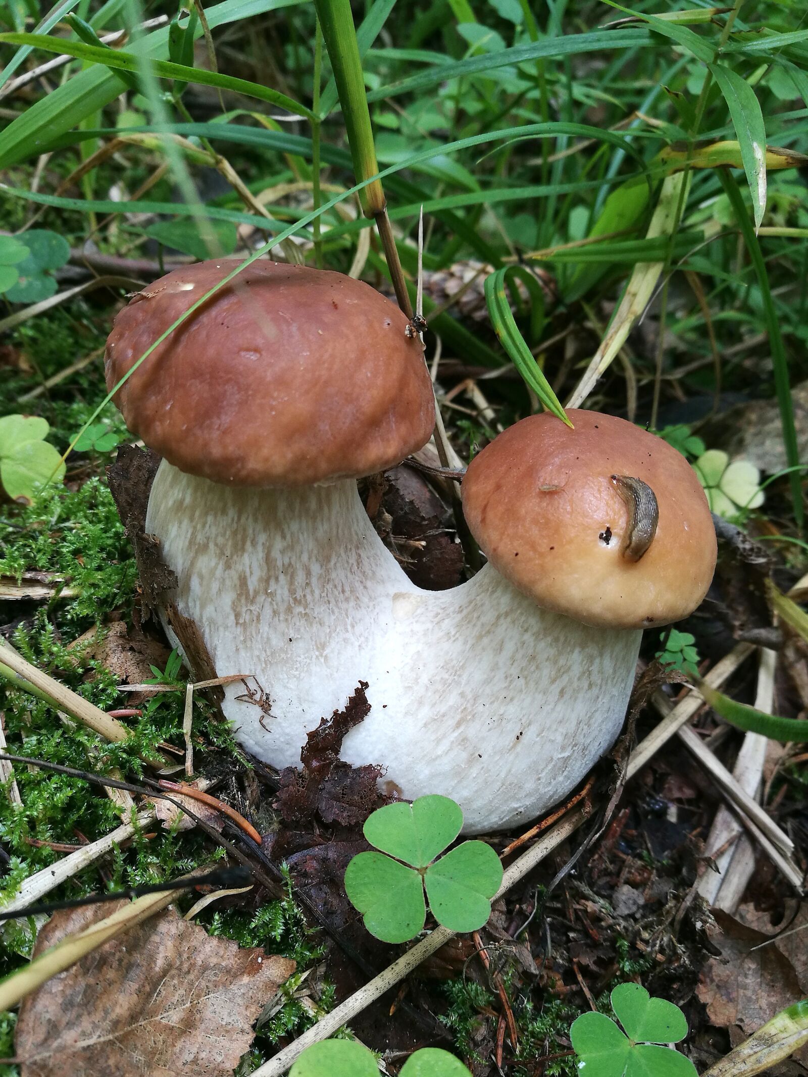 HUAWEI P9 sample photo. Mushrooms, boletus, forest photography