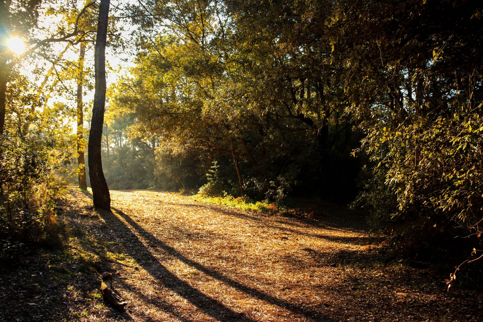 Canon EOS 77D (EOS 9000D / EOS 770D) sample photo. Sun, nature, landscape photography