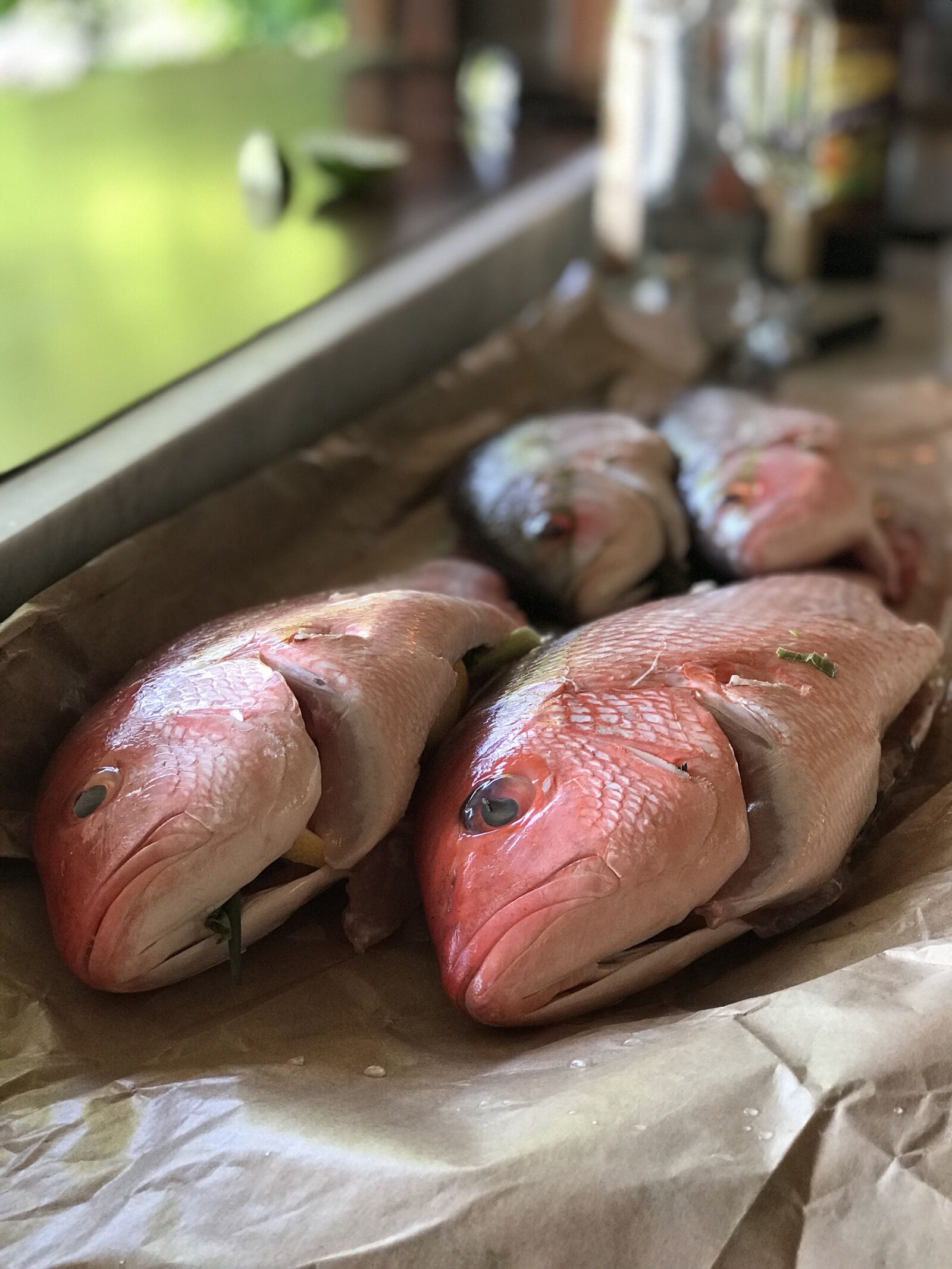 iPhone 7 Plus back dual camera 6.6mm f/2.8 sample photo. Fish, red snapper, snapper photography